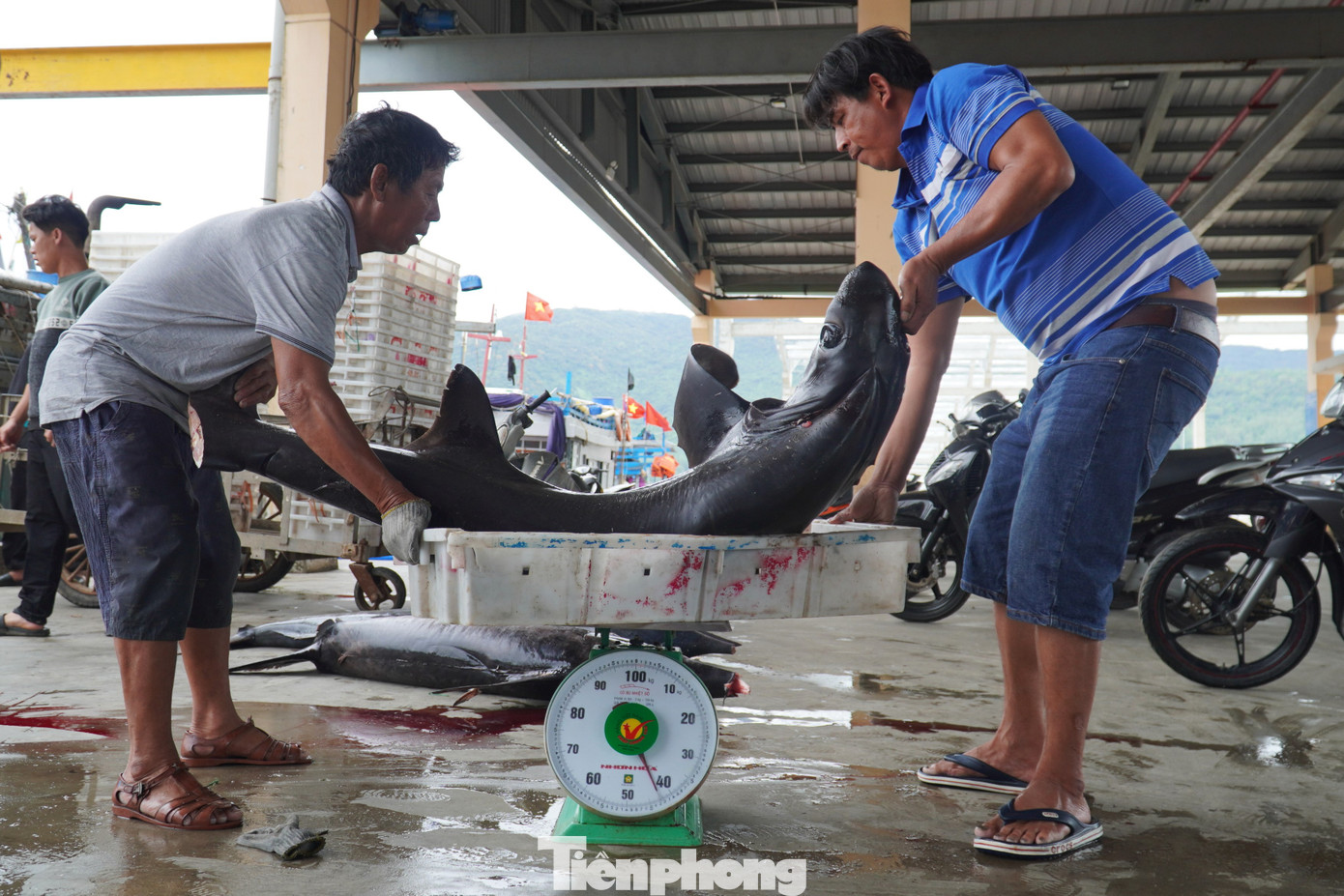Ông Huỳnh Cư Dũng - ngư dân quận Sơn Trà - cho hay ngay sau khi tàu vào, các thương lái đã tìm mua cá khủng. Trong buổi sáng đã bán một số cá ngừ, cá cờ, cá nhám. Số còn lại để trên thuyền đợi bạn hàng đến lấy trong chiều. "Gặp được cá lớn anh em phấn khởi lắm, chỉ cần chục con là chuyến đó coi như ấm áp rồi", ông Dũng hồ hởi nói.