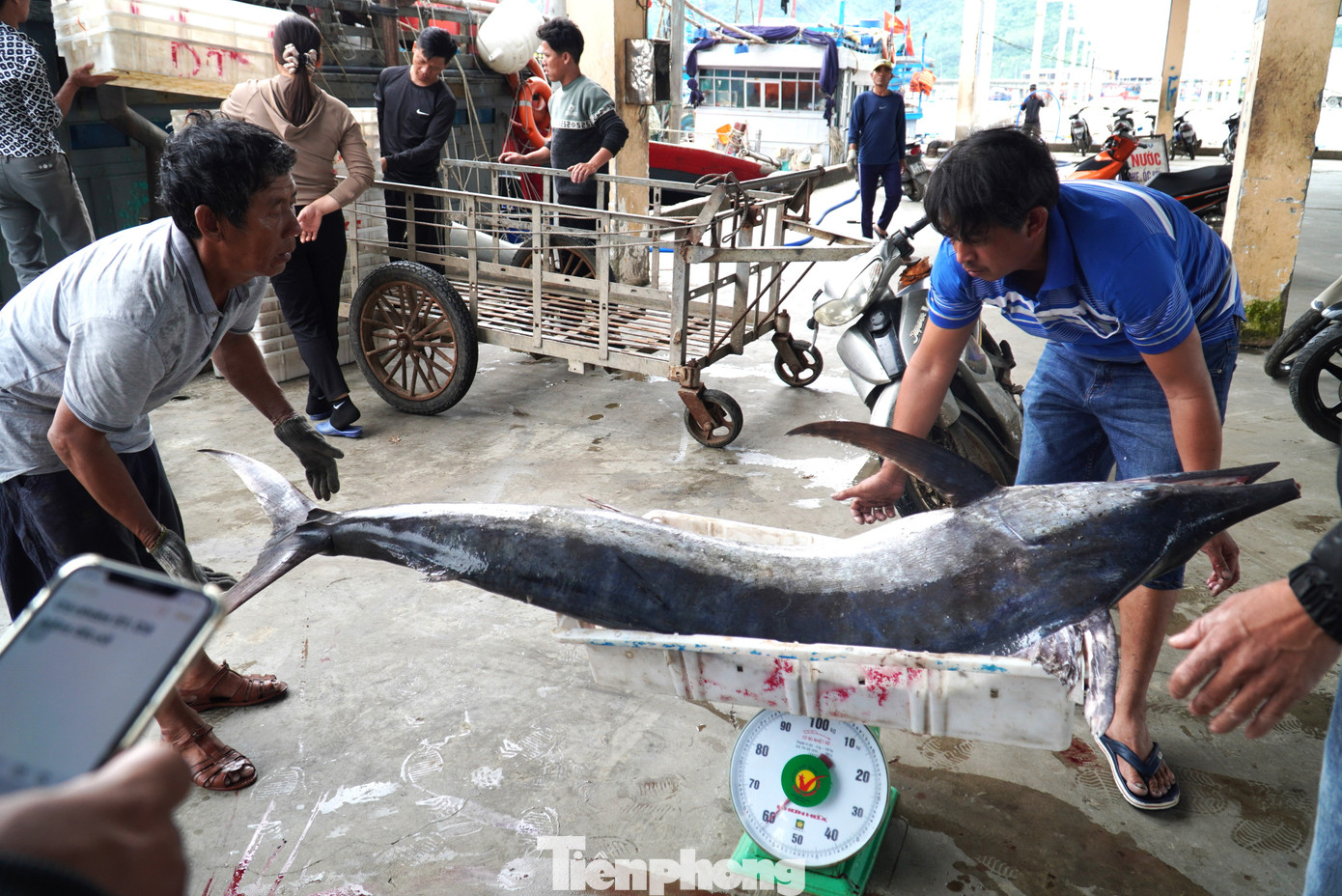 Một con cá cờ gần 60kg cũng lên bàn cân, tính tiền ngay sau khi xuống tàu. Anh Nguyễn Minh (tiểu thương) cho hay các loại cá khủng này anh mua về và bán lại nguyên con cho bạn hàng. Cá cờ lớn có vị rất ngọt, thịt dai, dùng nấu bún hoặc kho rất ngon. "Giới nhà giàu thường mua nguyên con chia nhau ăn hoặc làm quà biếu, họ cũng không mặc cả, miễn có cá nên bán rất đã tay", anh nói.