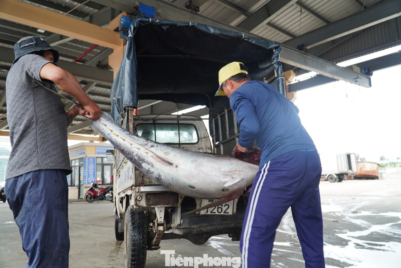 Ông Huỳnh Cư Dũng - ngư dân quận Sơn Trà - cho hay ngay sau khi tàu vào, các thương lái đã tìm mua cá khủng. Trong buổi sáng đã bán một số cá ngừ, cá cờ, cá nhám. Số còn lại để trên thuyền đợi bạn hàng đến lấy trong chiều. "Gặp được cá lớn anh em phấn khởi lắm, chỉ cần chục con là chuyến đó coi như ấm áp rồi", ông Dũng hồ hởi nói.