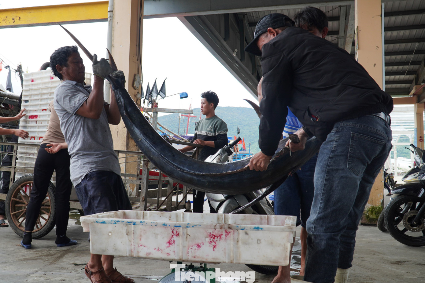 Con cá cờ dài, nặng phải ba người khiêng. Theo các tàu, các loại cá to bán sỉ khoảng 100.000 đồng/kg cho các thương lái.