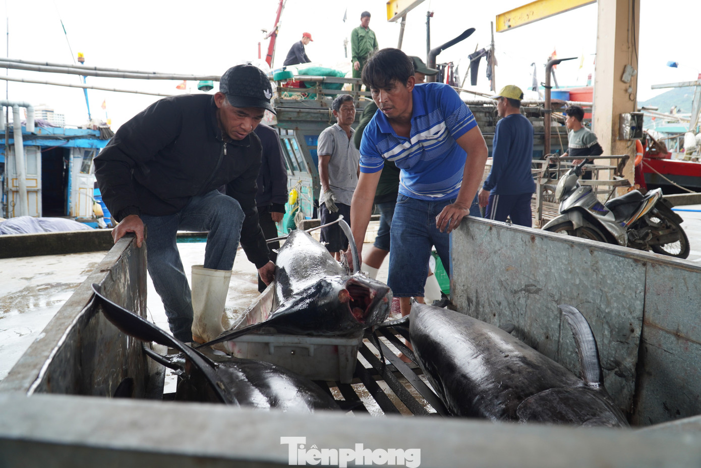 Những con cá to, nặng bằng một người lớn. Thùng xe tải chỉ đủ chỗ chứa hai, ba con.
