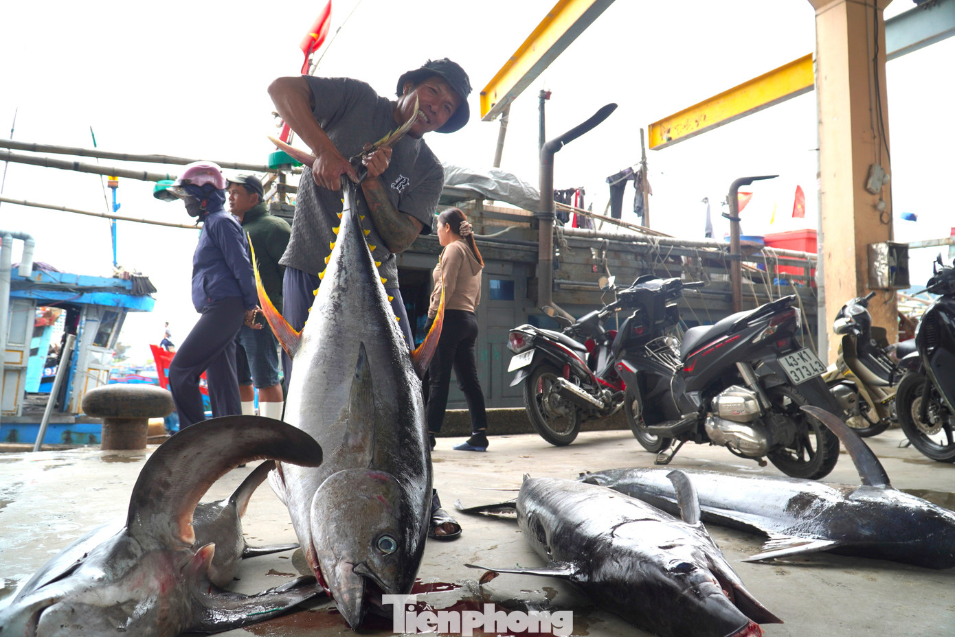 Ngư dân "vật lộn" với những con cá ngừ đại dương, cá cờ, cá nhám trên dưới nửa tạ. Ảnh: Thanh Hiền.