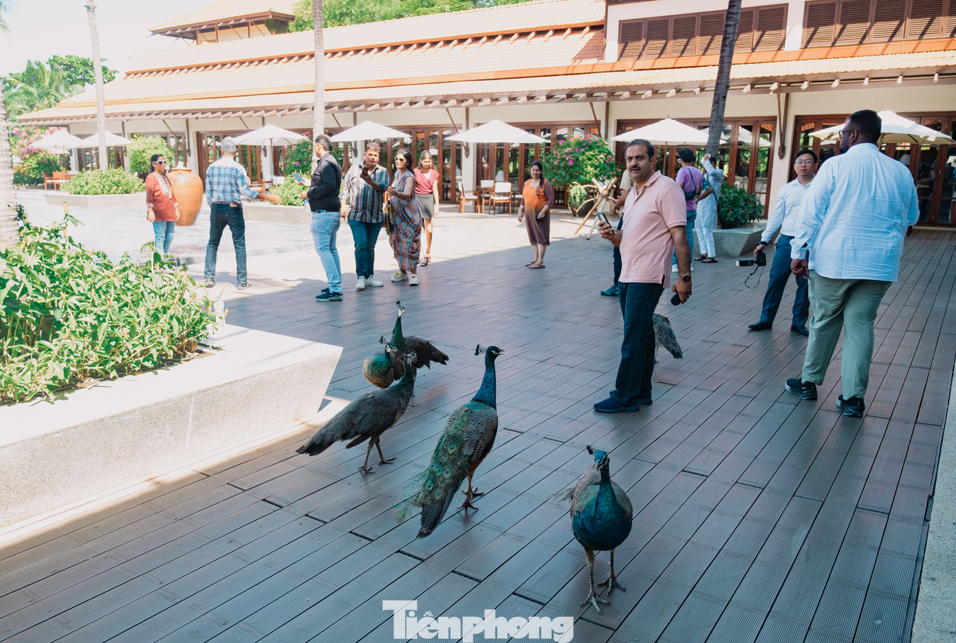 Ông Subhash Chandar - Tổng Giám đốc Công ty CP Quản lý điểm đến châu Á - cho hay, Ấn Độ có thị trường du lịch nước ngoài rộng lớn và đang phát triển. Năm 2024, dự kiến chi tiêu ra nước ngoài của người Ấn Độ khoảng 42 tỷ USD. “Sức hấp dẫn của Việt Nam ngày càng tăng đối với du khách Ấn Độ, hiện quốc gia này nằm trong top 5 nước người Ấn Độ đi du lịch nhiều nhất, sau Dubai, Thái Lan, Singapore, Malaysia”, ông nói. Riêng với Đà Nẵng, ngoài những yếu tố trên thì thành phố có nhiều điểm cộng như cảnh quan đẹp, môi trường trong sạch, cơ sở hạ tầng tốt, tiện ích đầy đủ. Đặc biệt các cặp đôi tỷ phú rất thích tổ chức đám cưới xa hoa ở đây do đáp ứng được nhu cầu khắt khe của họ.