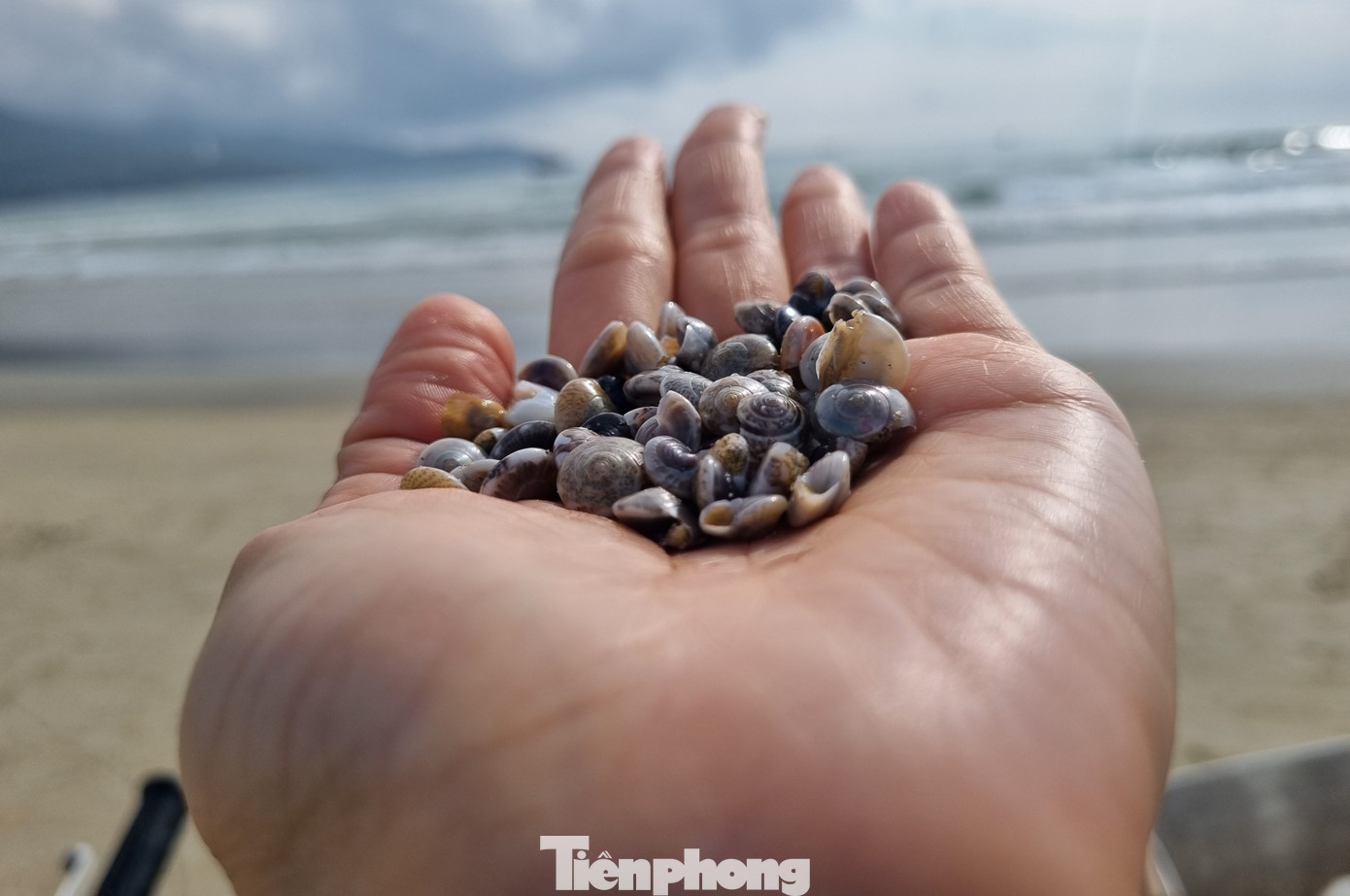 Anh Nguyễn Hoàng (quận Sơn Trà) cho hay anh cũng đi cào từ 3 giờ, đến nửa buổi sáng đã được gần 100 lon. "Ốc loại nhỏ sẽ bán 25.000 đồng/lon, loại to có thể bán tới 40.000/lon. Nếu chăm chỉ thì có thể "hốt" bạc triệu trong buổi sáng", anh chia sẻ.