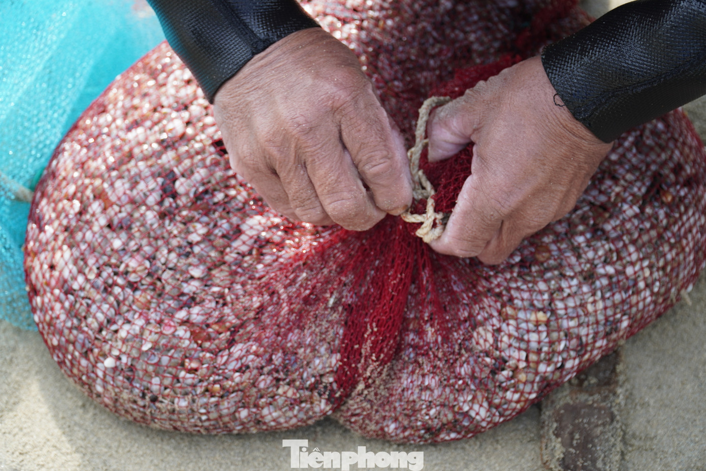 Anh Nguyễn Hoàng (quận Sơn Trà) cho hay anh cũng đi cào từ 3 giờ, đến nửa buổi sáng đã được gần 100 lon. "Ốc loại nhỏ sẽ bán 25.000 đồng/lon, loại to có thể bán tới 40.000/lon. Nếu chăm chỉ thì có thể "hốt" bạc triệu trong buổi sáng", anh chia sẻ.