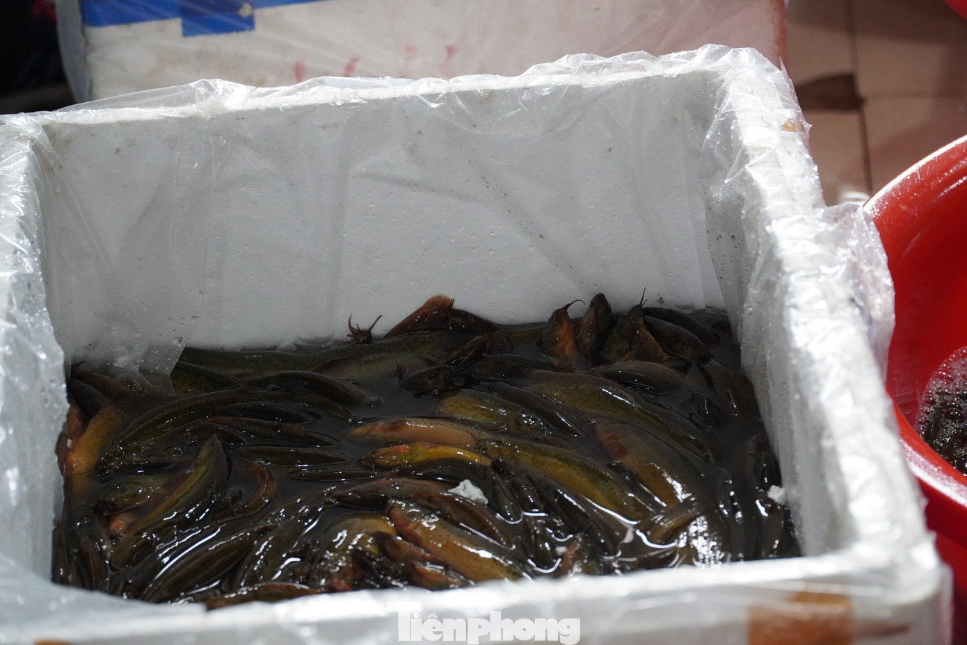 Nhiều người dân mua tới gần cả trăm kg cá. "Vợ chồng tôi ăn chay nhiều năm, để ra một khoản nhỏ để làm những việc lành, trong đó có phóng sinh. Sáng nay nhà tôi mua gần 100kg, đủ loại lươn, cá mang đi thả. Mỗi người một quan niệm, riêng tôi khi nhìn thấy đàn cá quẫy đuôi bơi giữa sông, về với môi trường tự nhiên giống như con người bị giam nhốt lâu nay được thả tự do. Tôi thỏa lòng với khoảnh khắc đó', ông N.T. (62 tuổi, quận Hải Châu) trải lòng. Nhiều người dân mua tới gần cả trăm kg cá. "Vợ chồng tôi ăn chay nhiều năm, để ra một khoản nhỏ để làm những việc lành, trong đó có phóng sinh. Sáng nay nhà tôi mua gần 100kg, đủ loại lươn, cá mang đi thả. Mỗi người một quan niệm, riêng tôi khi nhìn thấy đàn cá quẫy đuôi bơi giữa sông, về với môi trường tự nhiên giống như con người bị giam nhốt lâu nay được thả tự do. Tôi thỏa lòng với khoảnh khắc đó', ông N.T. (62 tuổi, quận Hải Châu) trải lòng.