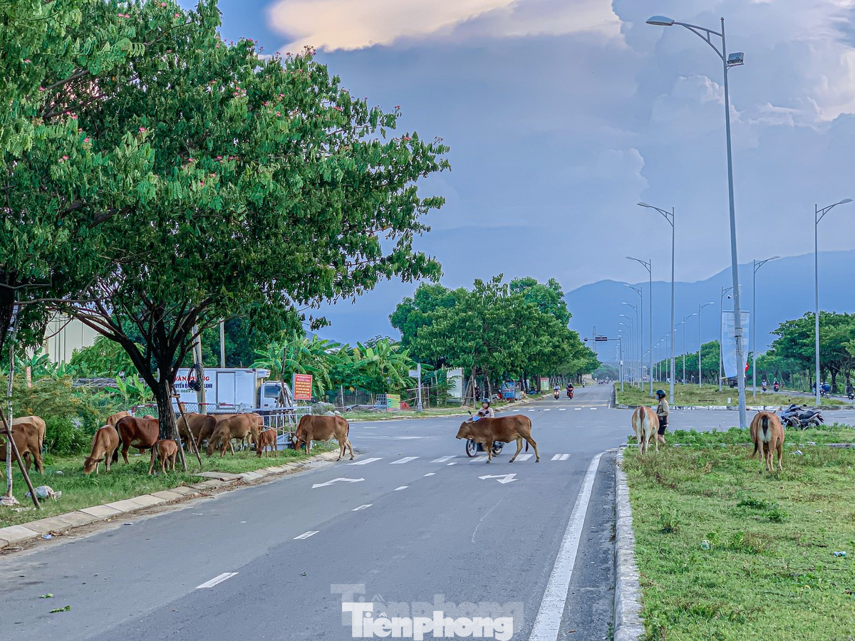 Bò thả rông trên nhiều tuyến đường gây nguy hiểm cho người tham gia giao thông. Bò thả rông trên nhiều tuyến đường gây nguy hiểm cho người tham gia giao thông.
