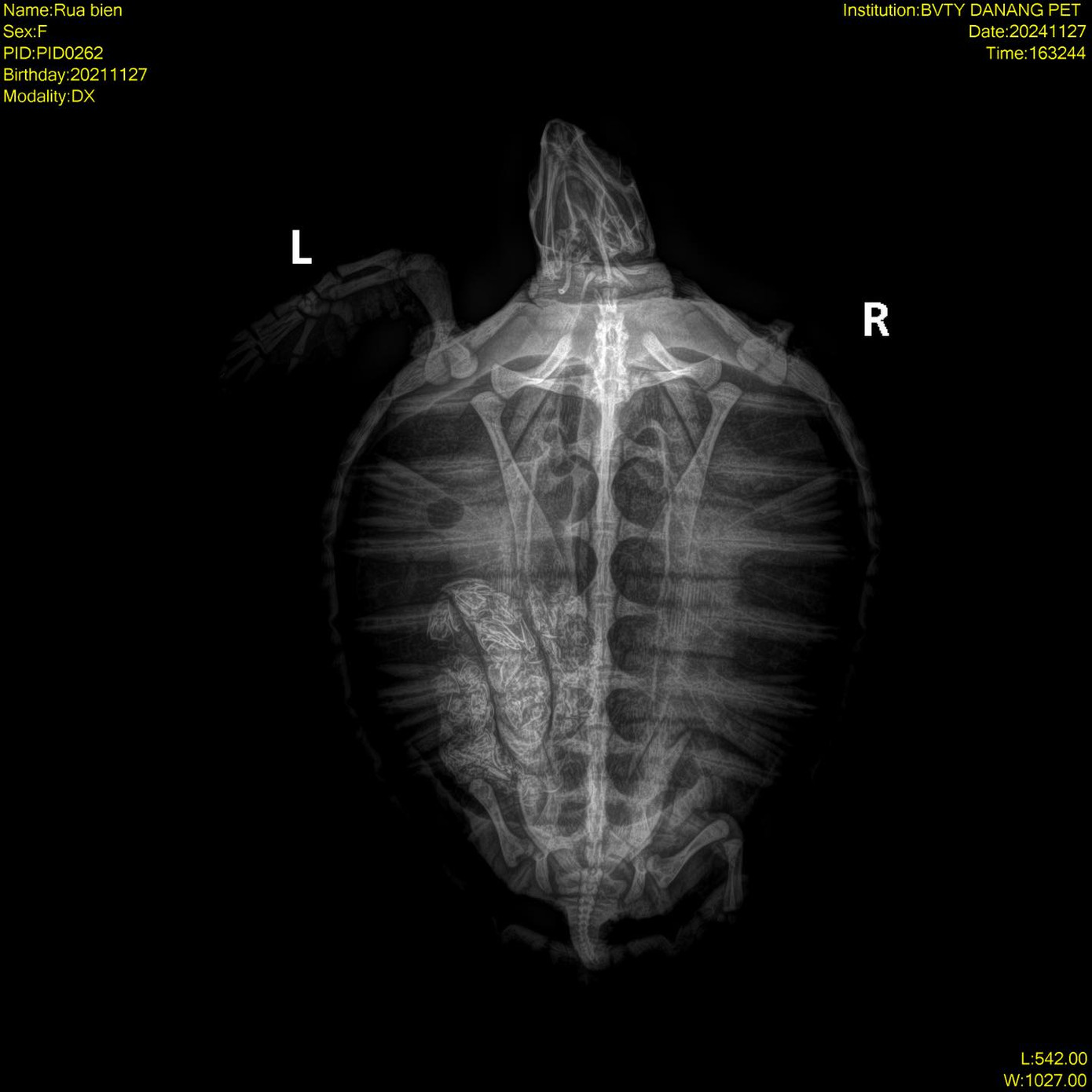 Chi rùa bị thương nặng, trơ xương, bụng đầy dị vật. Chi rùa bị thương nặng, trơ xương, bụng đầy dị vật.