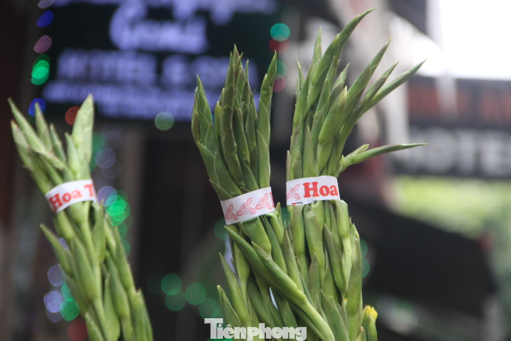 Hoa này được người bán buộc đầu. Nếu bung ra sẽ nở sớm. Bà Nguyễn Thị Xuân (quận Cẩm Lệ) cho hay, năm trước, mỗi ngày bà bán được 300 bó, với giá 80.000đ/bó. Năm nay chỉ bán được một nửa với giá rẻ. "Hoa nhiều một phần, phần nữa là do năm nay kinh tế khó khăn nên người ta không dám chi tiêu nhiều", bà nhận định.