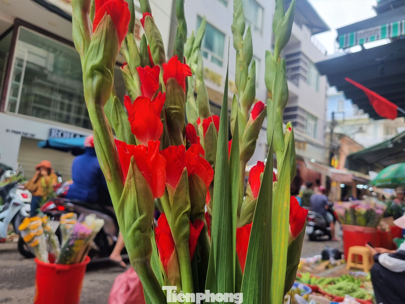 Hoa lay ơn nóng nở đều, tươi, đẹp. Người sành hoa đều chọn loại lay ơn này.