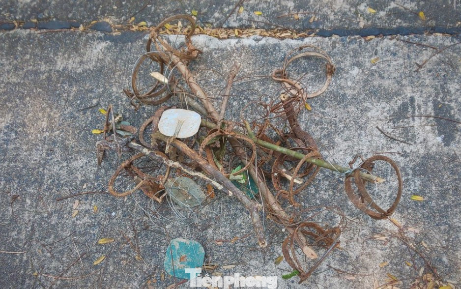 Số bẫy sắt tháo ra từ núi Sơn Trà. Ảnh: T.T.