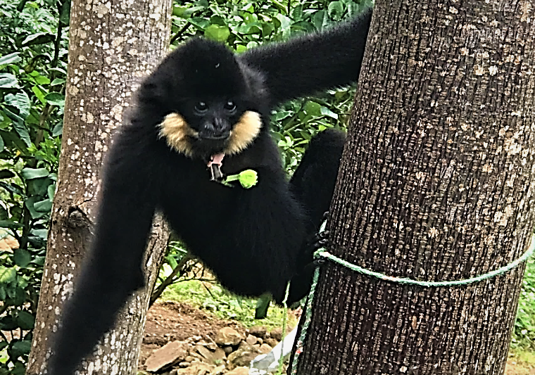 Vượn đen má hung được người huyện Hòa Vang phát hiện.