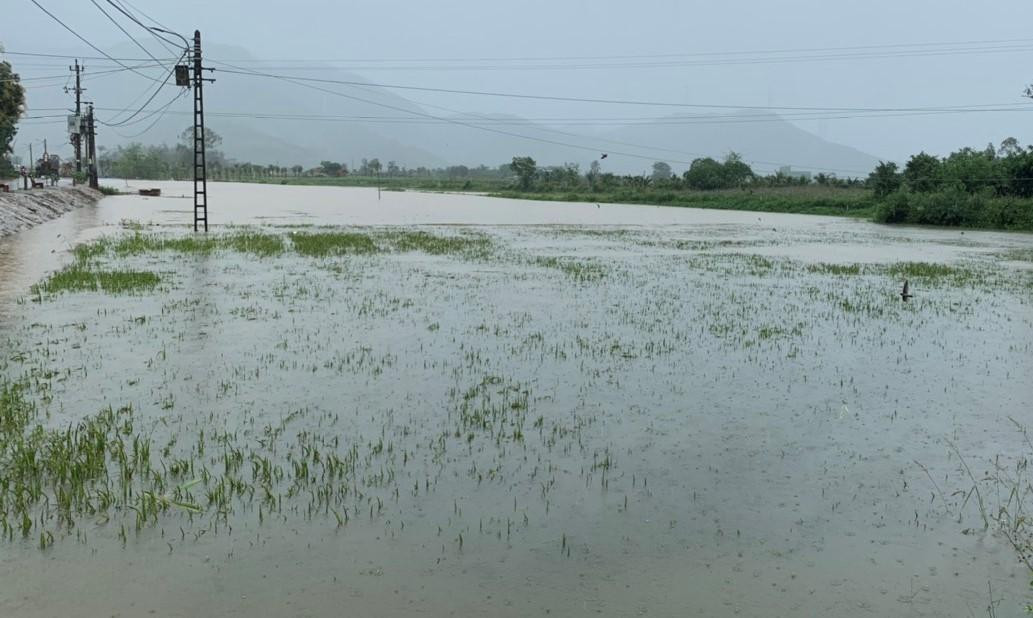Huyện Hoà Vang cũng cho hay hơn 400 ha lúa bị ngã đổ, ngập úng, có khả năng hư hỏng; gần 50 ha rau màu bị ảnh hưởng; 0,5 ha hoa cúc bị dập nát. Ngoài ra, thôn Lộc Mỹ (xã Hoà Bắc) bị chia cắt do nước dâng cao, một số nơi bị sạt lở… Huyện Hoà Vang cũng cho hay hơn 400 ha lúa bị ngã đổ, ngập úng, có khả năng hư hỏng; gần 50 ha rau màu bị ảnh hưởng; 0,5 ha hoa cúc bị dập nát. Ngoài ra, thôn Lộc Mỹ (xã Hoà Bắc) bị chia cắt do nước dâng cao, một số nơi bị sạt lở…