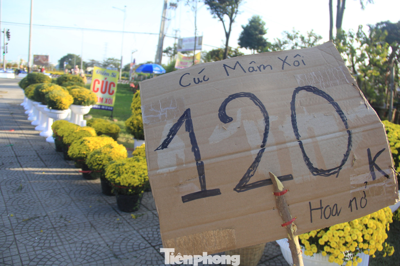 Chủ vườn treo bảng bán "hoa nở" với giá 120.000đ. Trong khi những chậu mới nở, đúng Tết có giá 140.000đ đến khoảng 200.000đ. Chủ vườn treo bảng bán "hoa nở" với giá 120.000đ. Trong khi những chậu mới nở, đúng Tết có giá 140.000đ đến khoảng 200.000đ.
