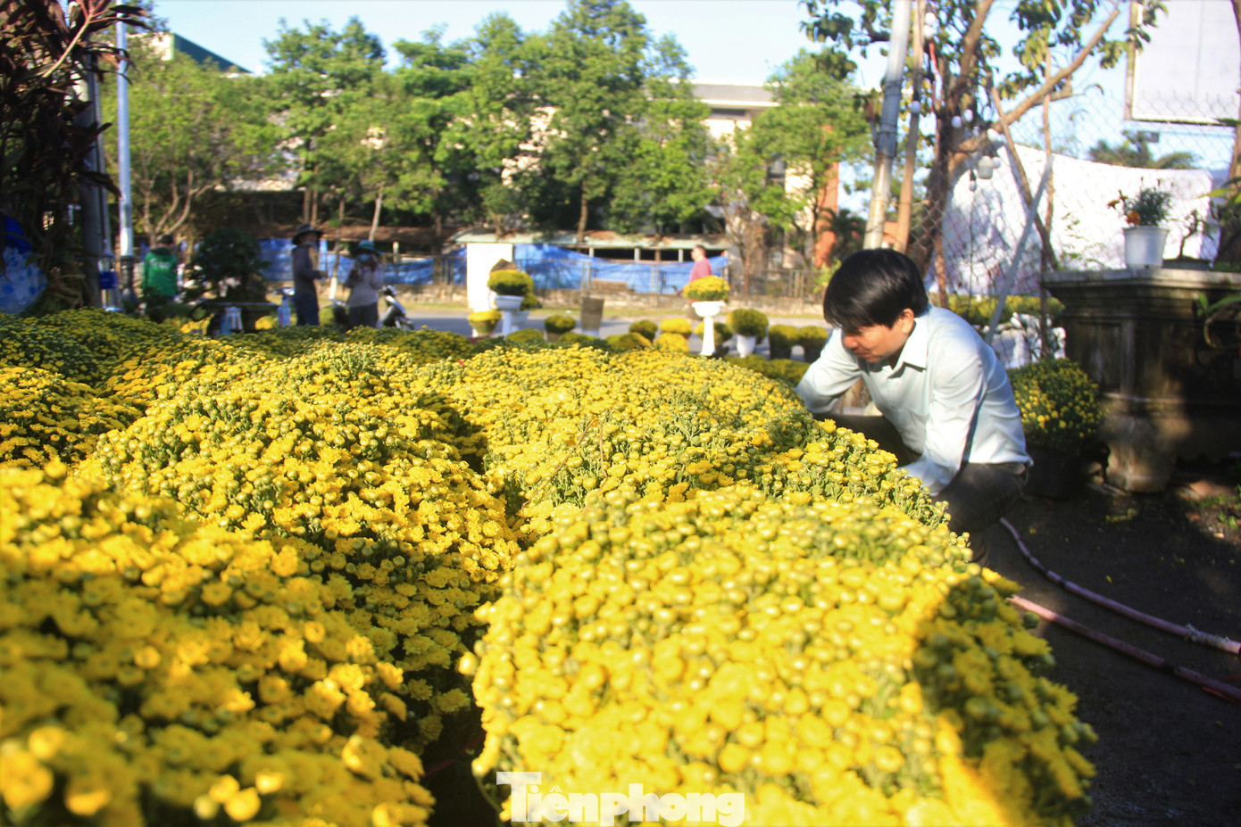 Một vườn hoa trên đường Lê Thanh Nghị (quận Cẩm Lệ, TP. Đà Nẵng) với hàng loạt chậu cúc mâm xôi đã nở vàng. (Ảnh: Thanh Trần). Một vườn hoa trên đường Lê Thanh Nghị (quận Cẩm Lệ, TP. Đà Nẵng) với hàng loạt chậu cúc mâm xôi đã nở vàng. (Ảnh: Thanh Trần).