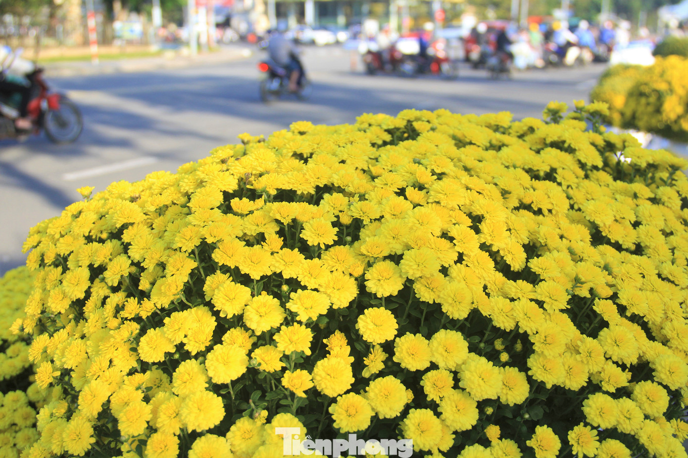 Những chậu hoa nở sớm, chỉ chưng đẹp nhất trong độ 1 tuần nữa. Trong khi còn 10 ngày nữa mới tết Nguyên đán. Chị Yến Loan, một chủ vườn cho hay chị nhập về hơn 4.000 chậu hoa cúc mâm xôi cách đây khoảng 1 tháng. Những ngày gần đây thời tiết Đà Nẵng nắng, mưa, lạnh thất thường nên hoa nở sớm. Có khoảng 2.000 chậu như vậy. Những chậu hoa nở sớm, chỉ chưng đẹp nhất trong độ 1 tuần nữa. Trong khi còn 10 ngày nữa mới tết Nguyên đán. Chị Yến Loan, một chủ vườn cho hay chị nhập về hơn 4.000 chậu hoa cúc mâm xôi cách đây khoảng 1 tháng. Những ngày gần đây thời tiết Đà Nẵng nắng, mưa, lạnh thất thường nên hoa nở sớm. Có khoảng 2.000 chậu như vậy.