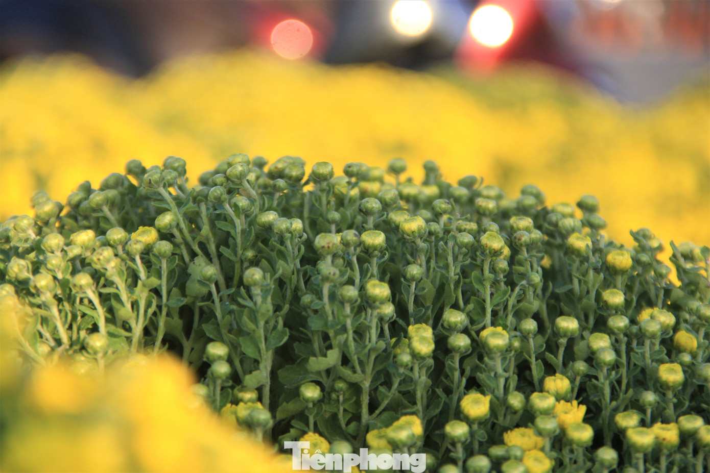 Để "an toàn", một số người mua hoa còn búp xanh. Để "an toàn", một số người mua hoa còn búp xanh.