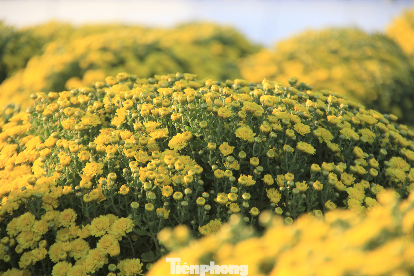 Các chủ vườn cho biết, họ đã dùng rất nhiều cách để hãm hoa nở mới giữ được những chậu đạt chuẩn. Các chủ vườn cho biết, họ đã dùng rất nhiều cách để hãm hoa nở mới giữ được những chậu đạt chuẩn.