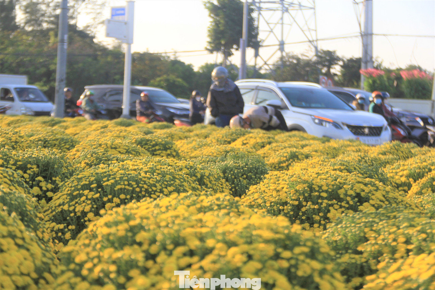 Theo các chủ vườn, giá hoa cúc mâm xôi năm nay cũng không chênh lệch với năm ngoái, chỉ khoảng 200.000đ mỗi chậu. Theo các chủ vườn, giá hoa cúc mâm xôi năm nay cũng không chênh lệch với năm ngoái, chỉ khoảng 200.000đ mỗi chậu.