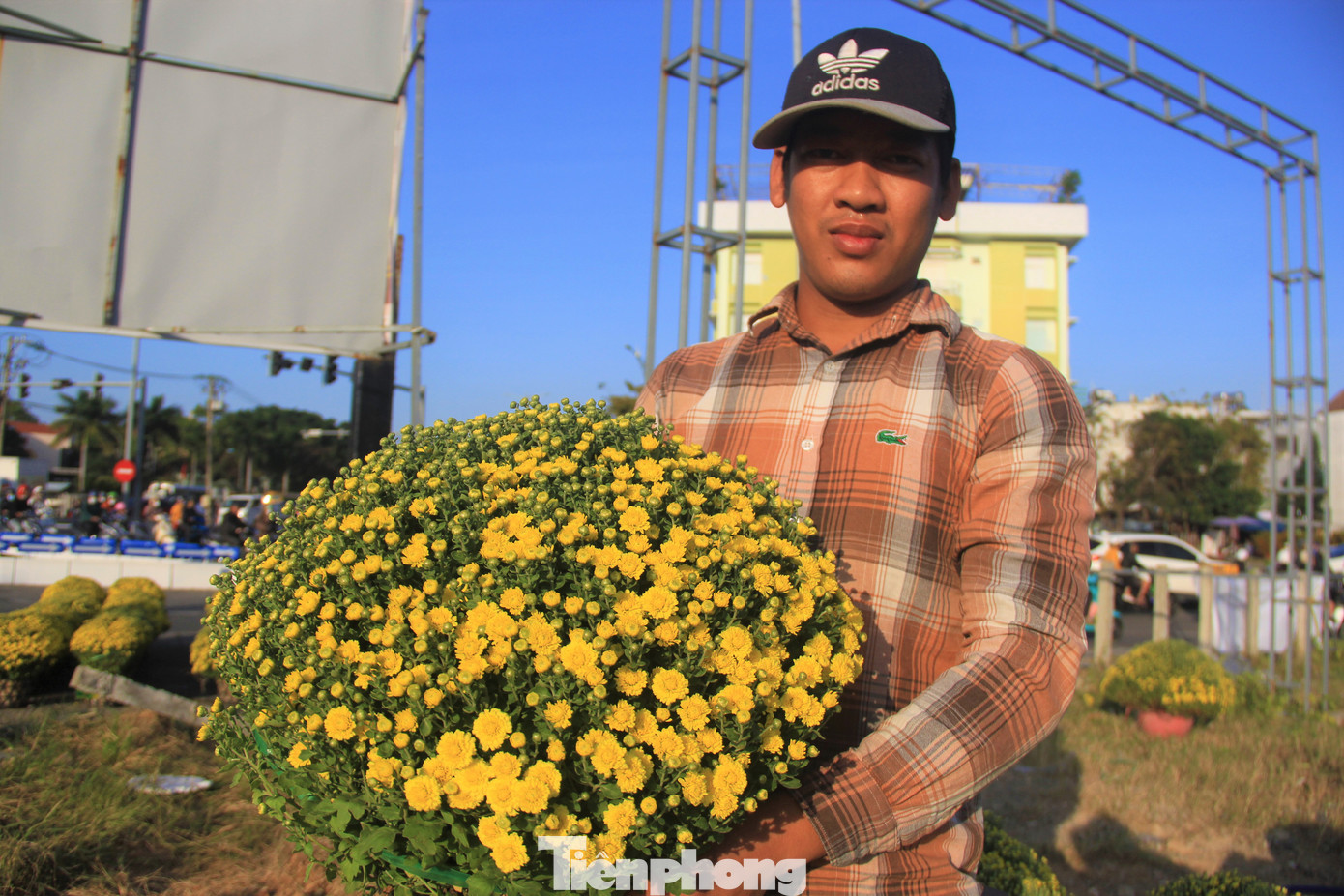 Anh Lê Văn Tuyên, người bán hoa tại một vườn trên đường Cách Mạng Tháng Tám chia sẻ, năm nay người dân trồng hoa nhiều và hoa không đạt cũng nhiều. Anh phải lựa hàng loạt vườn mới lọc được hơn 2.000 chậu đem về Đà Nẵng bán. Chậu hoa nở nhẹ như trên tay anh sẽ nở tung vào đúng Tết. Anh Lê Văn Tuyên, người bán hoa tại một vườn trên đường Cách Mạng Tháng Tám chia sẻ, năm nay người dân trồng hoa nhiều và hoa không đạt cũng nhiều. Anh phải lựa hàng loạt vườn mới lọc được hơn 2.000 chậu đem về Đà Nẵng bán. Chậu hoa nở nhẹ như trên tay anh sẽ nở tung vào đúng Tết.