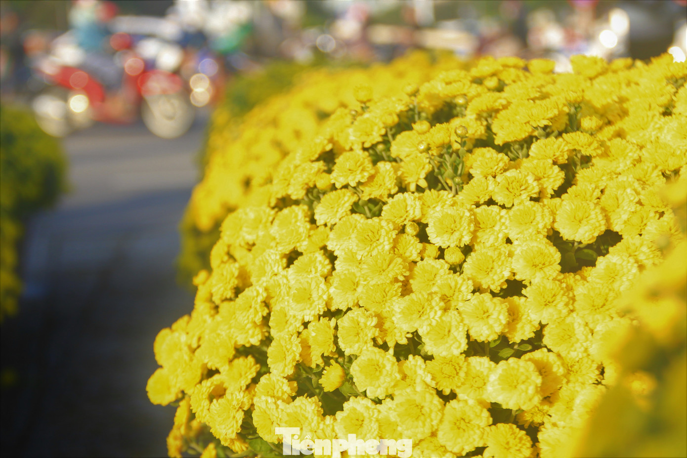 Hoa đã nở vàng rực, rất khó bán. Hoa đã nở vàng rực, rất khó bán.