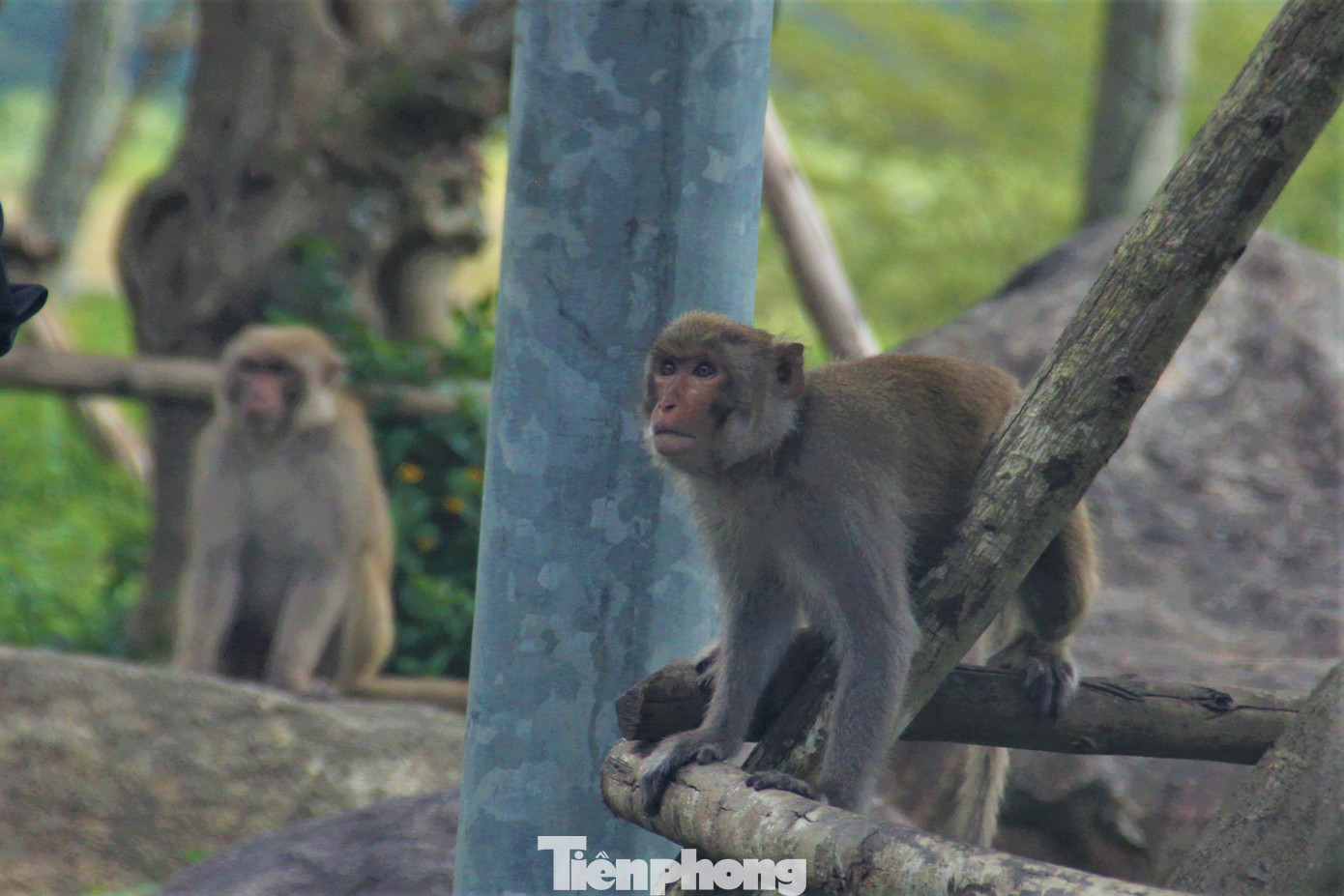 Bán đảo Sơn Trà là một khu bảo tồn thiên nhiên đa dạng và phong phú. Tại đây có gần 300 loài thực vật cùng đàn voọc chà vá chân nâu quý hiếm. Ngoài ra còn có gà mặt đỏ, khỉ và các động vật quý hiếm khác...