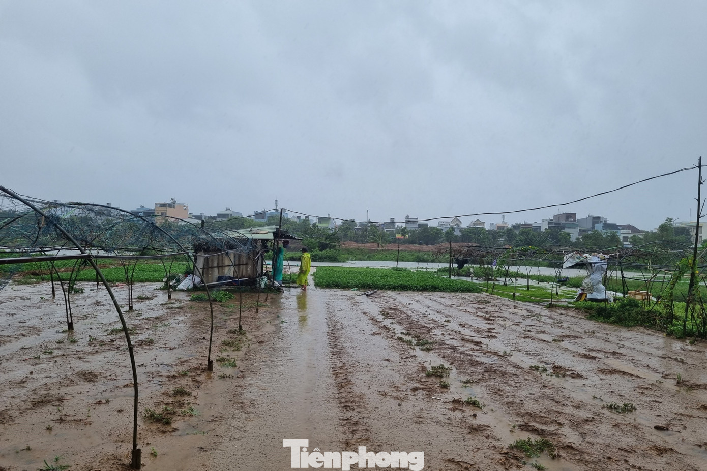 Thời tiết mưa lạnh khiến nông dân gieo trồng bất lợi.