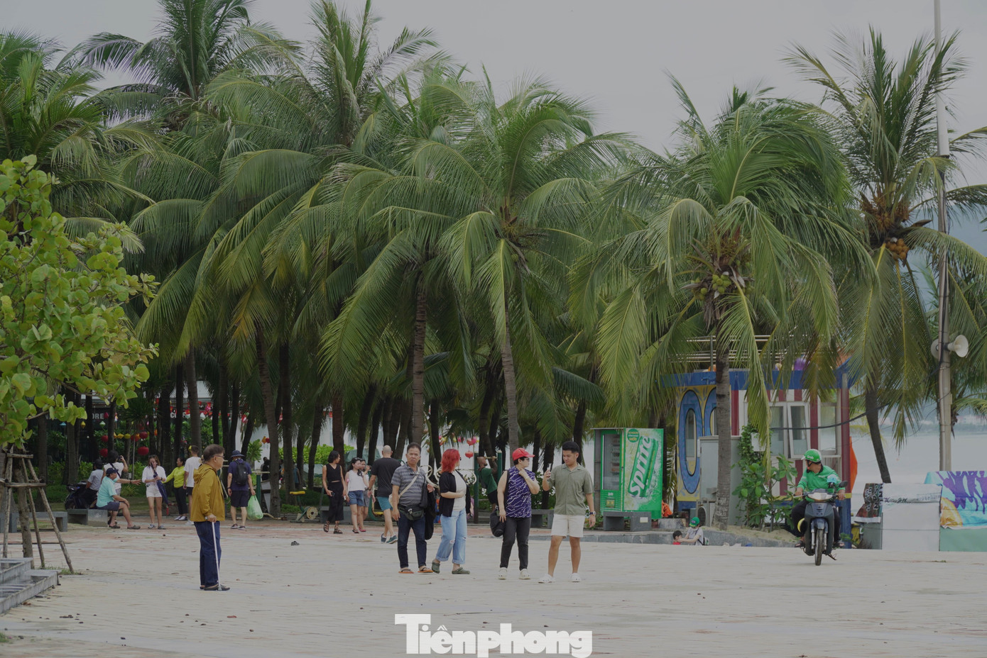 Đà Nẵng sẽ trồng thêm hàng ngàn cây dừa tại các bãi biển. Ảnh: Thanh Hiền.