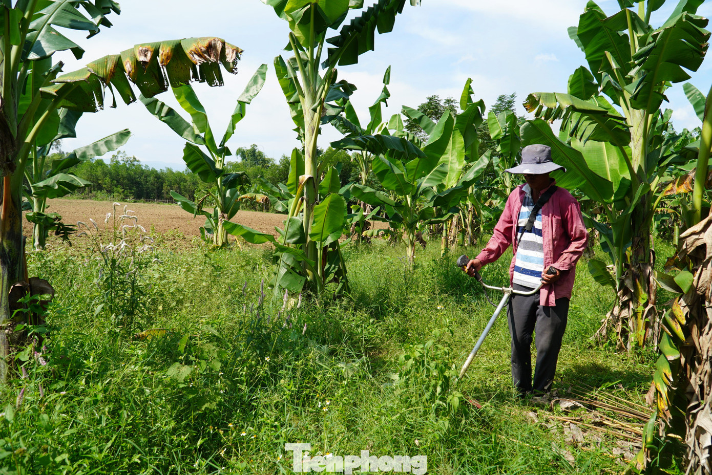 Vườn chuối chát của ông Toản sau 6 tháng đã cao lớn trên mảnh đất trước kia bỏ hoang, đầy rác. Vườn chuối chát của ông Toản sau 6 tháng đã cao lớn trên mảnh đất trước kia bỏ hoang, đầy rác.