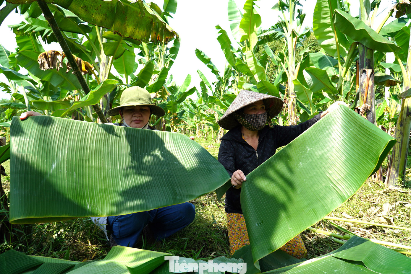 Lá chuối được người dân dùng gói thực phẩm, thay thế bao nilon để bảo vệ môi trường. Lá chuối được người dân dùng gói thực phẩm, thay thế bao nilon để bảo vệ môi trường.