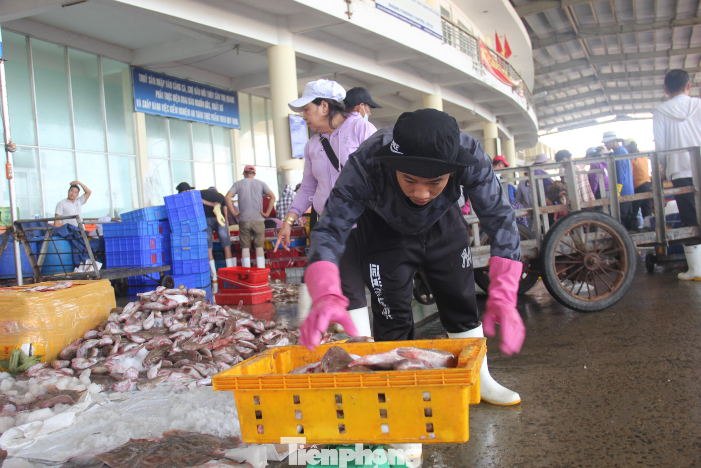 Giá cá hiện tại khiến ngư dân kêu trời. Theo tìm hiểu, giá các loại cá về bán tại cảng cho đầu mối thu mua rất thấp. Cá nục 15.000đ/kg, cá mối 20-30.000đ/kg, cá thu 90.000d/kg, cá ngừ đại dương 40.000đ/kg....thấp hơn khá nhiều so với trước đây. Giá cá hiện tại khiến ngư dân kêu trời. Theo tìm hiểu, giá các loại cá về bán tại cảng cho đầu mối thu mua rất thấp. Cá nục 15.000đ/kg, cá mối 20-30.000đ/kg, cá thu 90.000d/kg, cá ngừ đại dương 40.000đ/kg....thấp hơn khá nhiều so với trước đây.