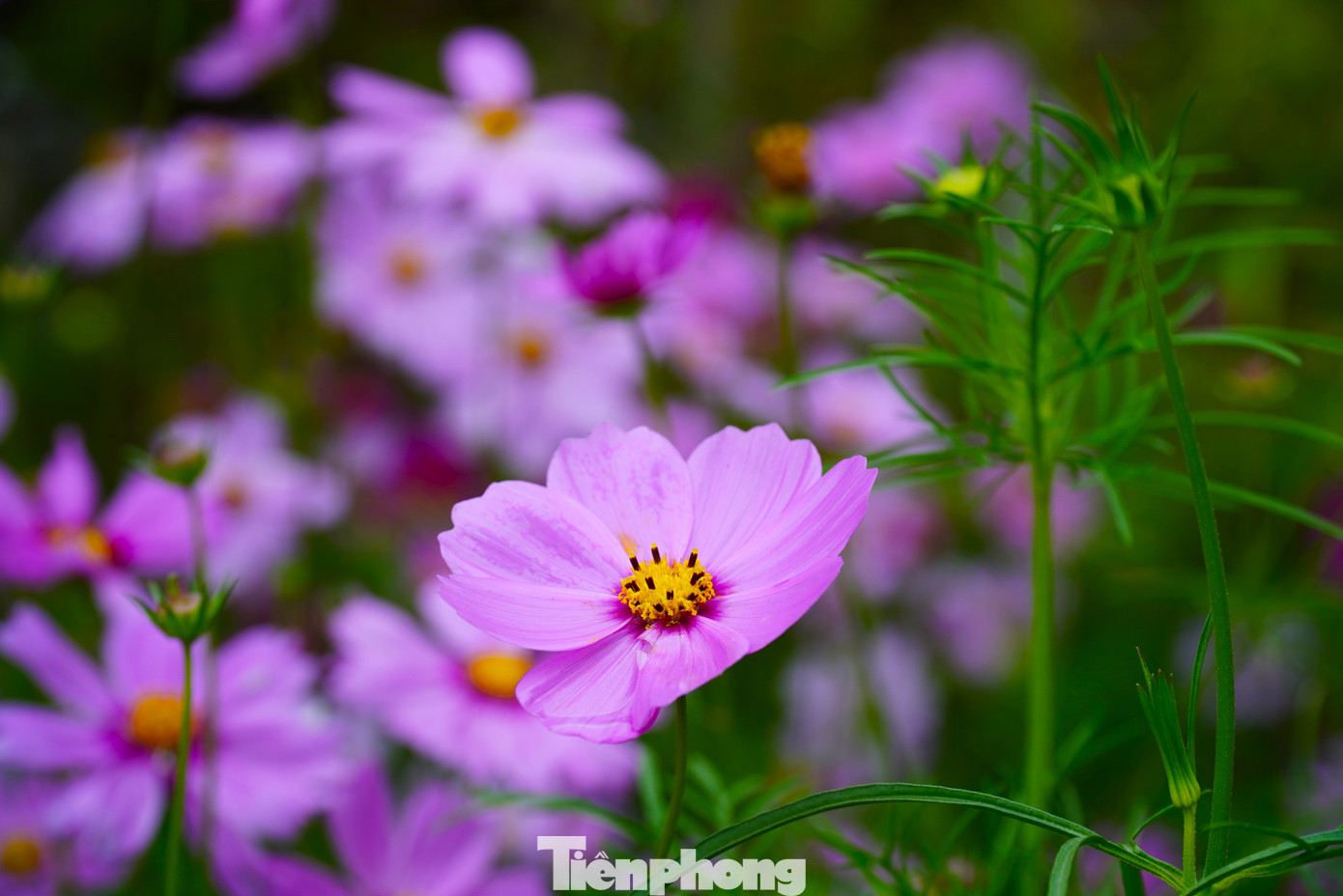 Chùa vẫn rực rỡ sắc hoa, ngập không khí Tết.