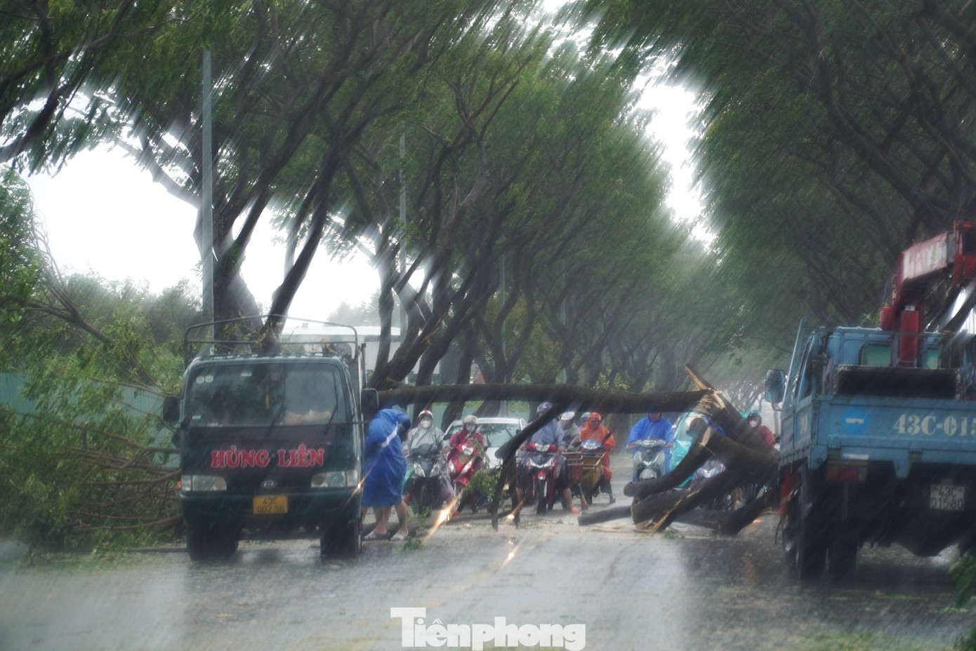 Từ rạng sáng 27/10, hàng loạt cây xanh trên nhiều tuyến đường tại TP. Đà Nẵng gãy cành, bật gốc do bão số 6. Cây lớn trên đường Thăng Long (quận Cẩm Lệ) ngã chắn ngang đường khiến xe cộ không thể qua lại. Tuyến đường ven sông này có rất nhiều cây bật gốc, chủ yếu là cây lớn. Ảnh: Thanh Hiền.