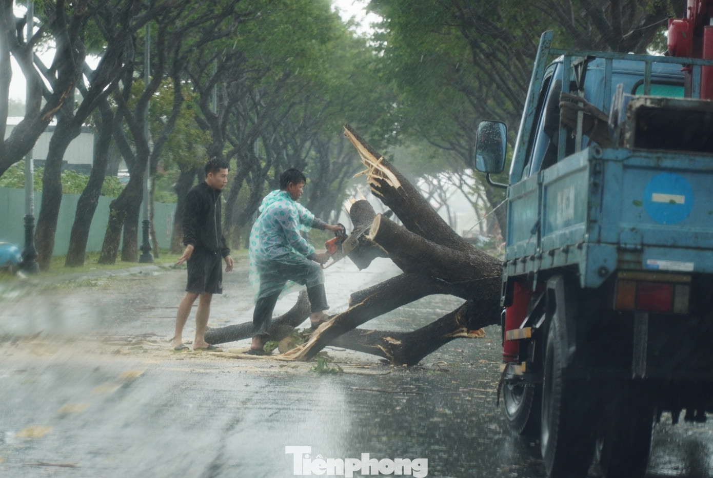 Để cứu cây xanh, công nhân sẽ cắt thân, cành, nhánh những cây ngã đổ nhằm hạn chế mất nước cho cây. Những cây có kích thước lớn, cây thuộc nhóm có giá trị, cần bảo tồn sẽ được trồng tận dụng tại khu vực công trình có không gian lớn để thuận lợi cho công tác chăm sóc, bảo vệ. Để cứu cây xanh, công nhân sẽ cắt thân, cành, nhánh những cây ngã đổ nhằm hạn chế mất nước cho cây. Những cây có kích thước lớn, cây thuộc nhóm có giá trị, cần bảo tồn sẽ được trồng tận dụng tại khu vực công trình có không gian lớn để thuận lợi cho công tác chăm sóc, bảo vệ.