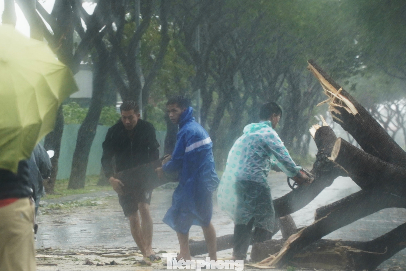 Các lực lượng mang máy cưa, dọn dẹp các cây ngã chắn đường để người dân lưu thông. Đối với những cây bị nghiêng nặng hoặc cây ngã đổ có kích thước lớn, cây thuộc nhóm có giá trị, cần bảo tồn sẽ được trồng tận dụng tại khu vực công trình có không gian lớn để thuận lợi cho công tác chăm sóc, bảo vệ.