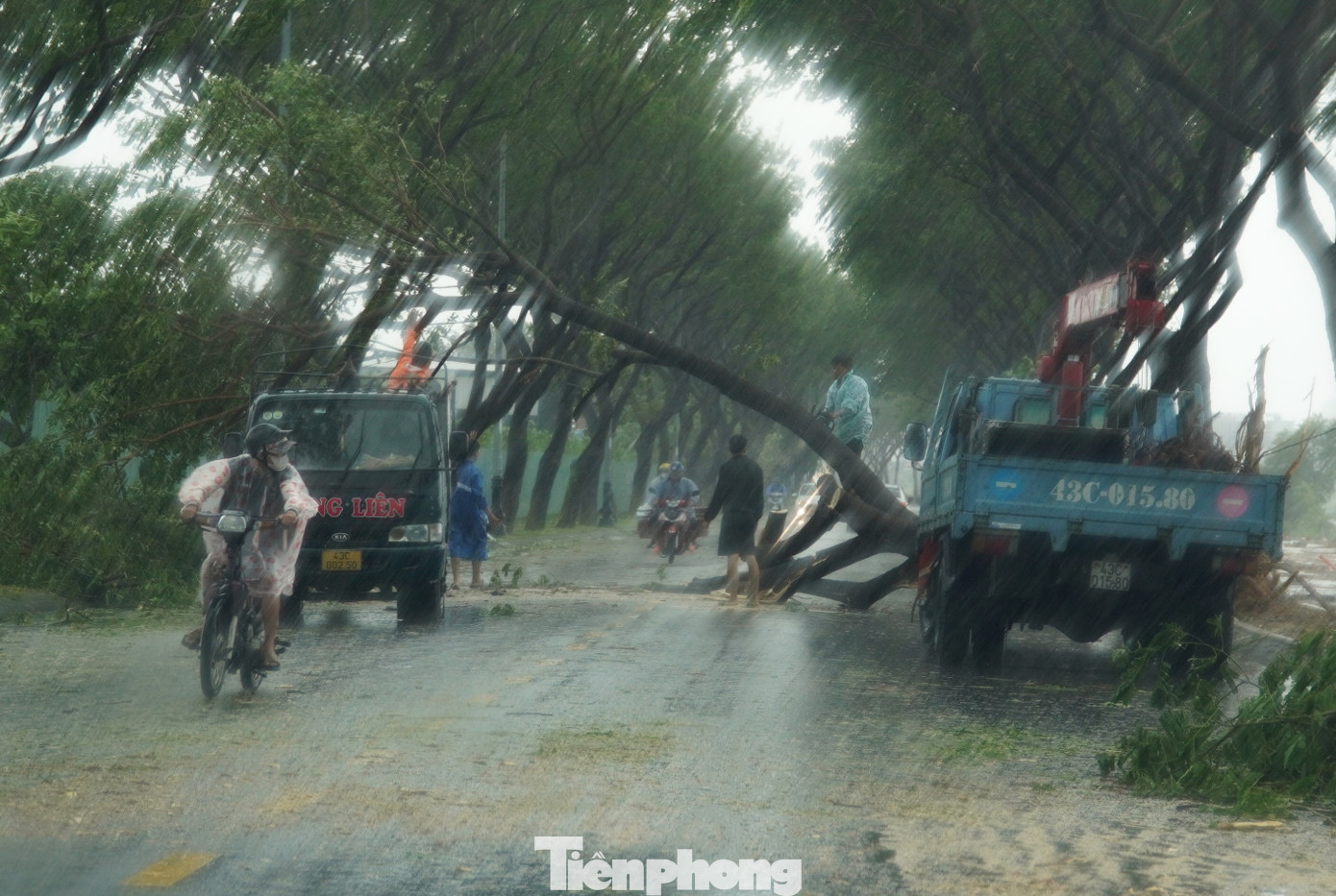 Trong bão Trà Mi, Đà Nẵng có hơn 900 cây xanh bị ngã đổ, phần lớn ở quận Cẩm Lệ và huyện Hòa Vang. Các lực lượng đã cưa cắt, dọn dẹp những cây đổ chắn đường để người dân có thể lưu thông.