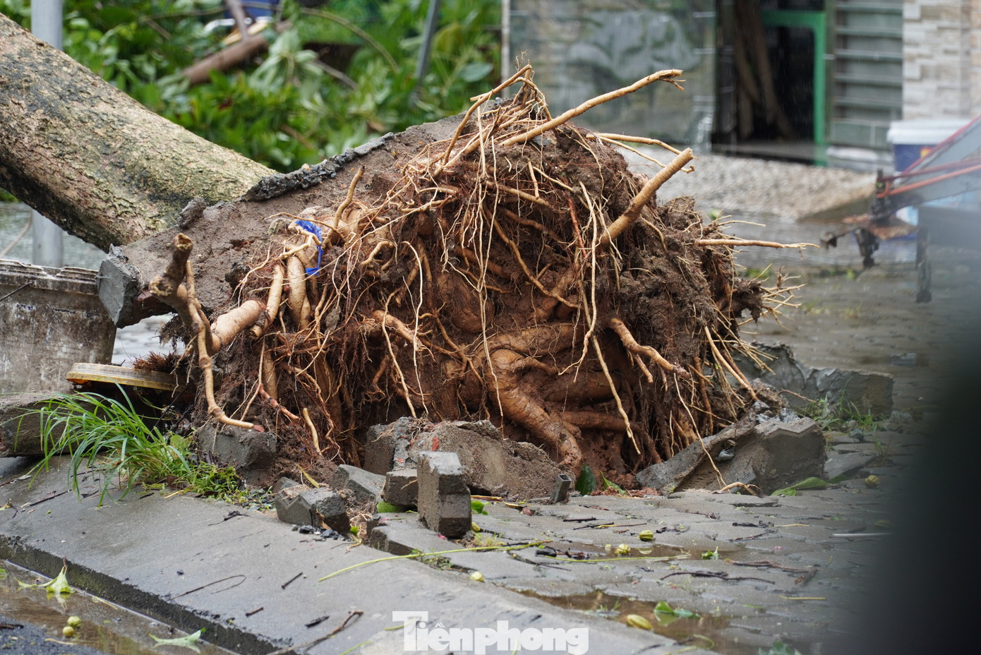 Hàng loạt cây xanh trong các tuyến đường khu dân cư ngã trơ gốc. Anh Nguyễn Tùng (phường Hòa Hải, quận Ngũ Hành Sơn) cho hay từ đêm qua đã mang xe đi đến nơi khác gửi vì sợ cây ngã vào xe.