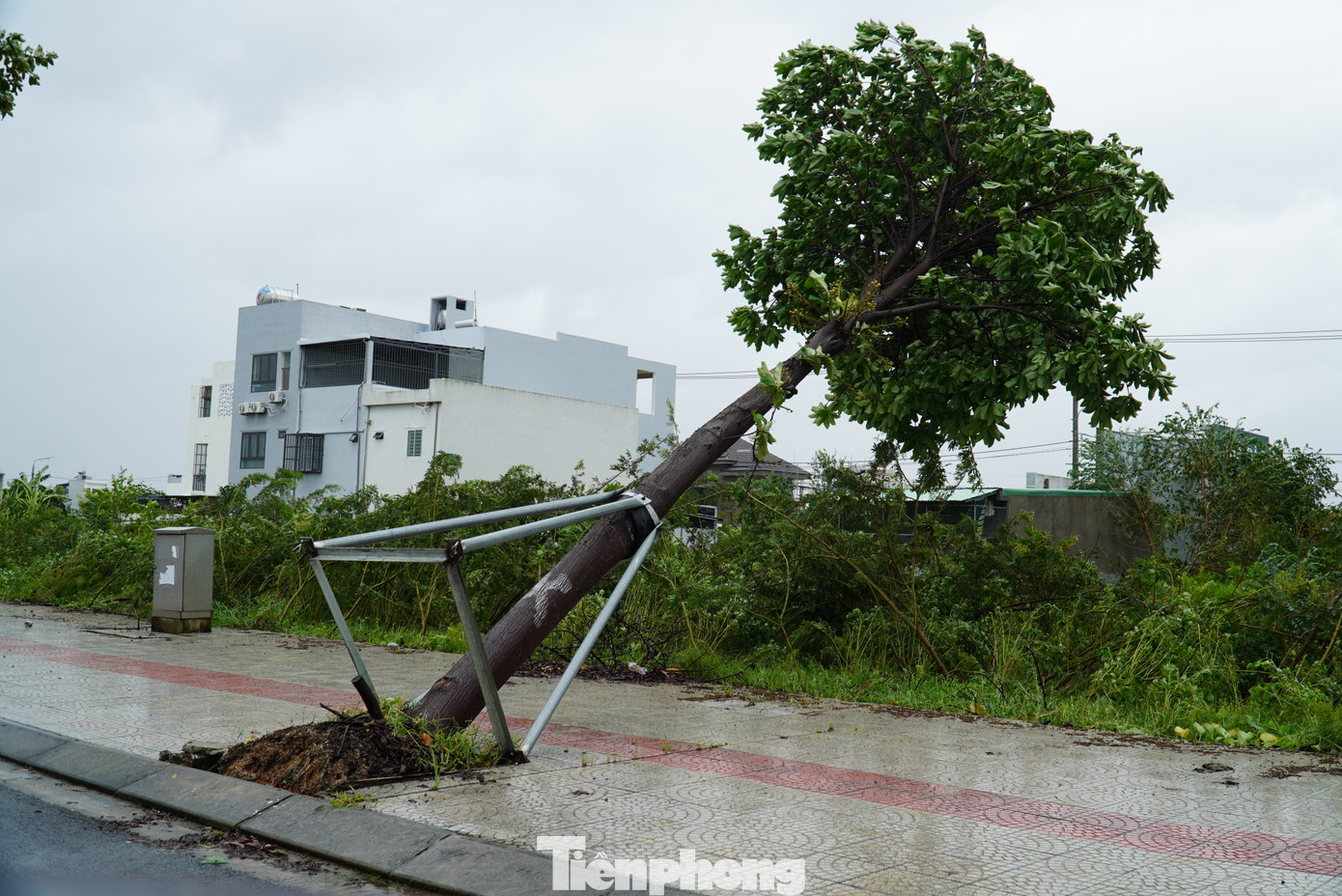 Từ tháng 8, thành phố đã tiến hành cắt tỉa cây xanh để phòng chống bão. Các đơn vị chức năng cắt tỉa trước đối với cây xanh tại các tuyến đường vùng ven và thưa dân cư. Khi có tin dự báo thời tiết cực đoan, áp thấp nhiệt đới, tin bão gần Biển Đông, các đơn vị chức năng sẽ tập trung cắt tỉa và khắc phục cây xanh cho các tuyến phố trung tâm, đông dân cư, các khu vực trường học và bệnh viện.