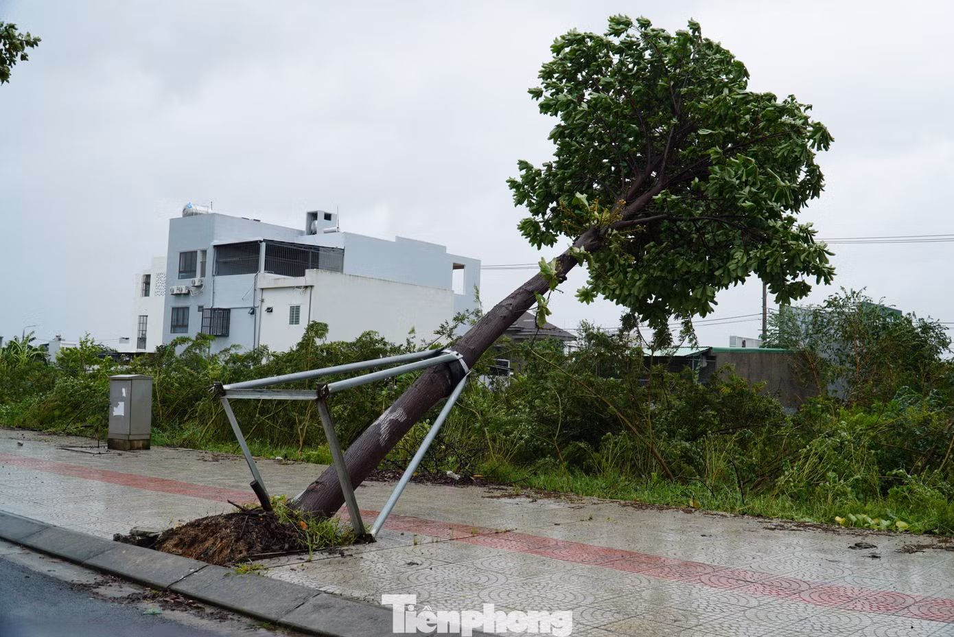 Từ tháng 8, thành phố đã tiến hành cắt tỉa cây xanh để phòng chống bão. Các đơn vị chức năng cắt tỉa trước đối với cây xanh tại các tuyến đường vùng ven và thưa dân cư. Khi có tin dự báo thời tiết cực đoan, áp thấp nhiệt đới, tin bão gần Biển Đông, các đơn vị chức năng sẽ tập trung cắt tỉa và khắc phục cây xanh cho các tuyến phố trung tâm, đông dân cư, các khu vực trường học và bệnh viện.