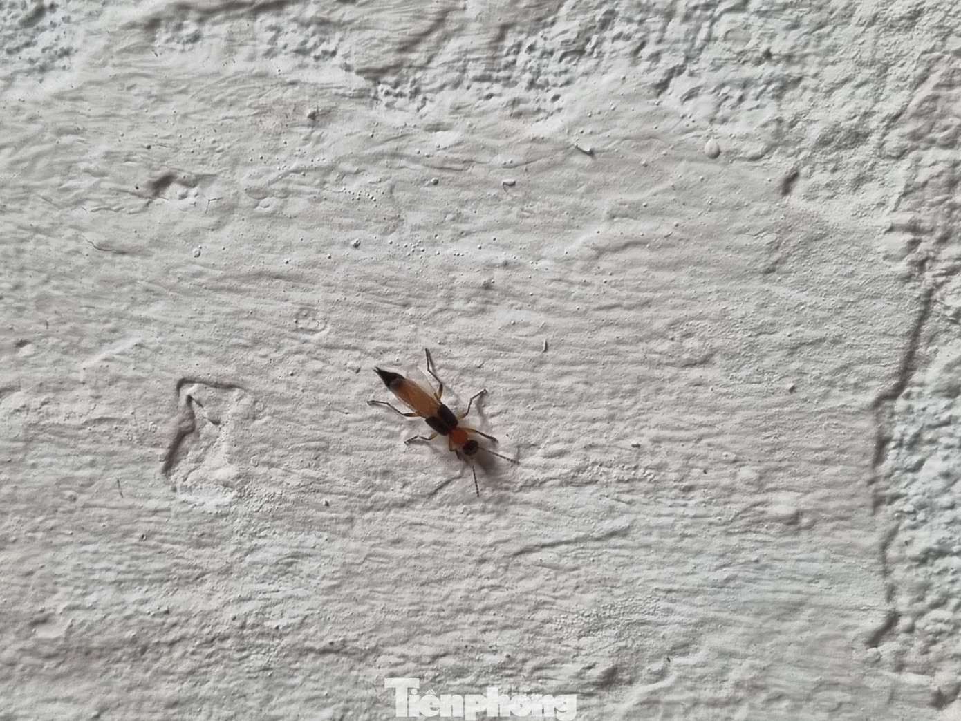 Kiến ba khoang không cắn nhưng dính dịch sẽ gây rộp da, lở loét.