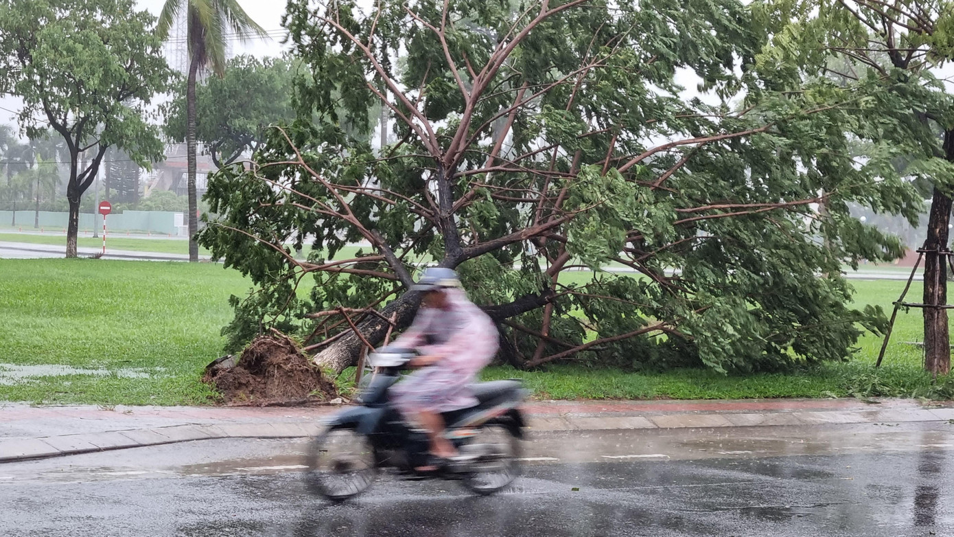 Hiện tại gió đã mạnh dần, nhiều tuyến phố ở Đà Nẵng cây xanh đổ gục. Trong ảnh: Cây xanh trên đường Núi Thành bị gió quật ngã.