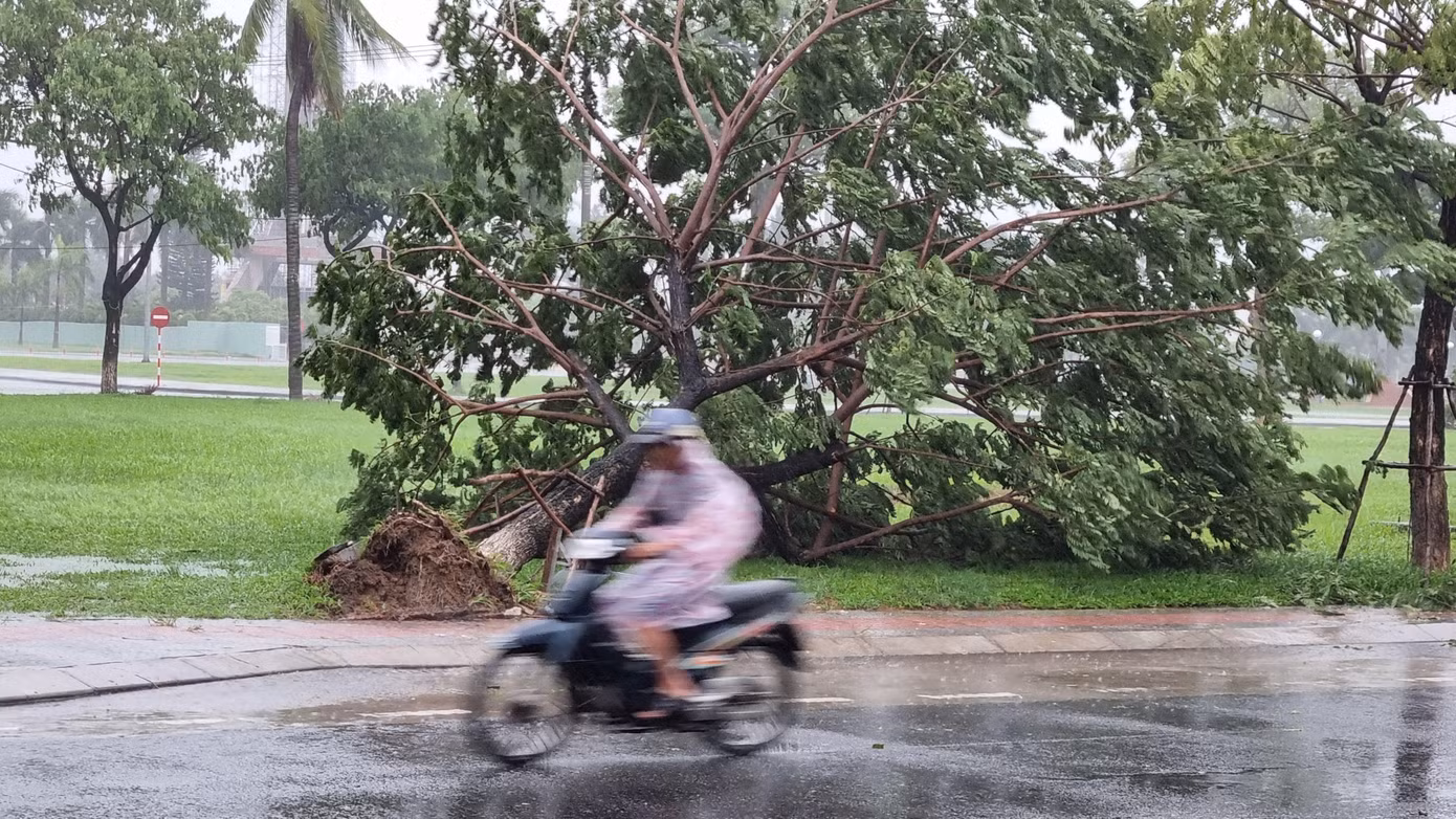 Hiện tại gió đã mạnh dần, nhiều tuyến phố ở Đà Nẵng cây xanh đổ gục. Trong ảnh: Cây xanh trên đường Núi Thành bị gió quật ngã.