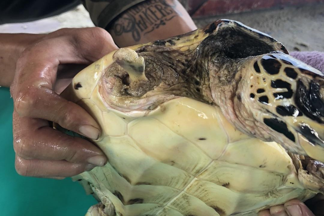 Một chi trước đồi mồi bị mất. Ảnh: Sasa. Một chi trước đồi mồi bị mất. Ảnh: Sasa.