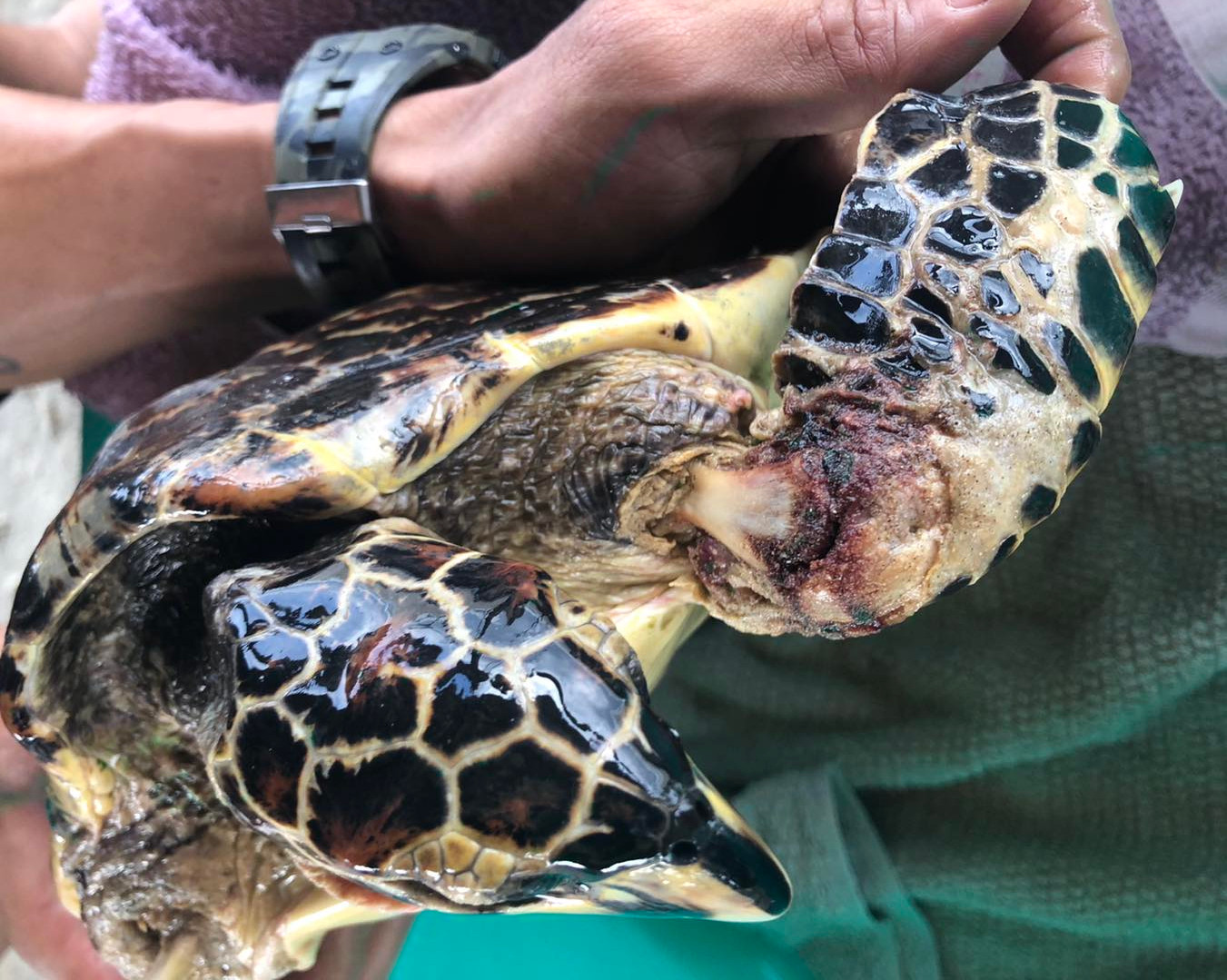 Chi rùa bị thương nặng, trơ xương, bụng đầy dị vật. Chi rùa bị thương nặng, trơ xương, bụng đầy dị vật.