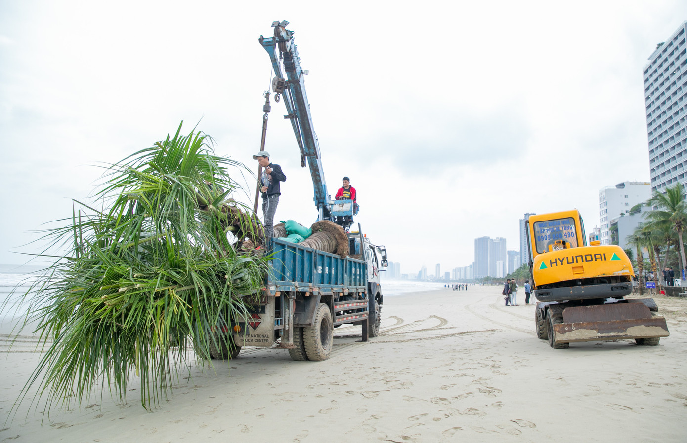 Những cây dừa liên tục được chở về biển Đà Nẵng để trồng. Ảnh: Triều Phạm. Những cây dừa liên tục được chở về biển Đà Nẵng để trồng. Ảnh: Triều Phạm.
