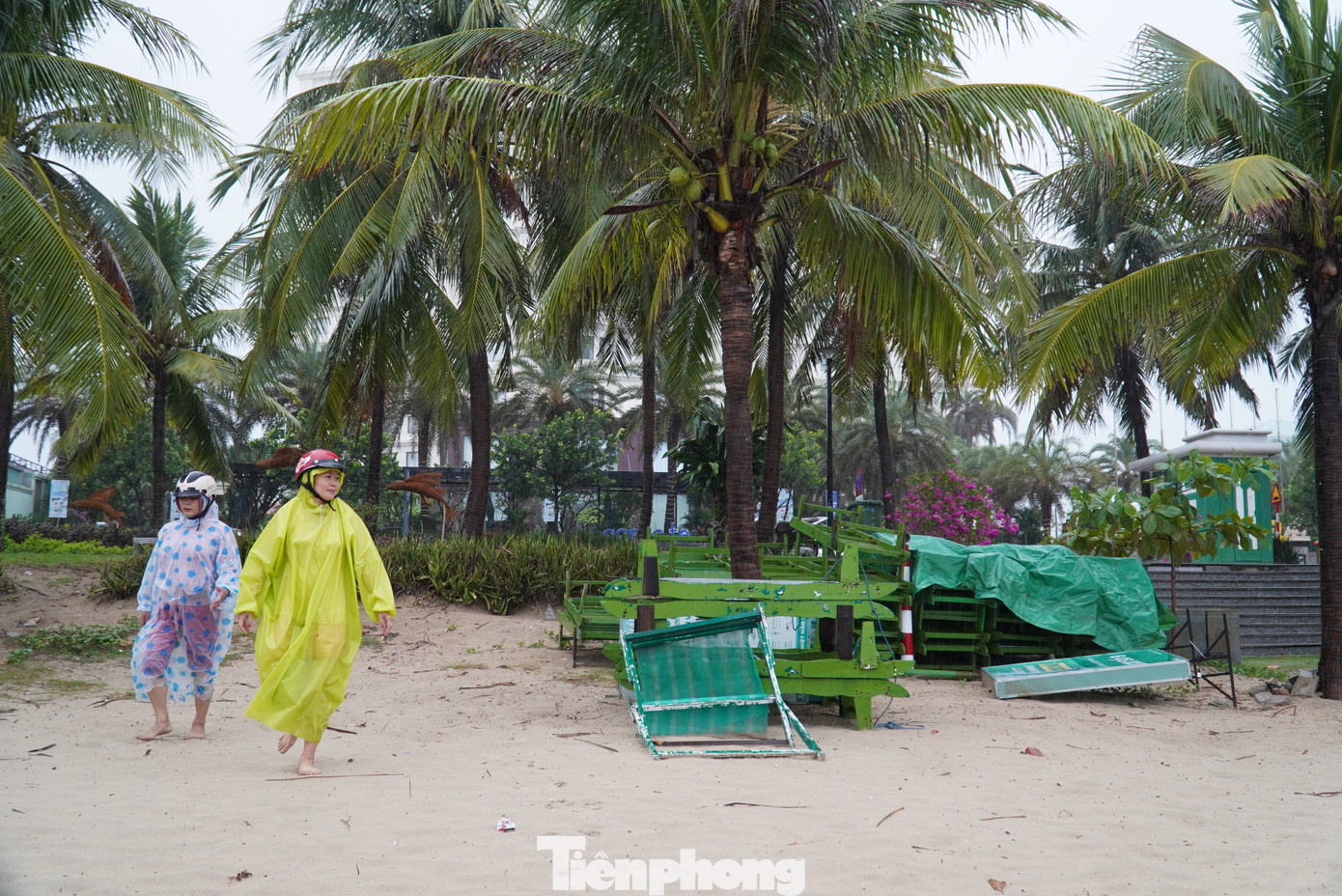 Bà Trần Thị Lịch (tổ kinh doanh dịch vụ số 9) cho hay: "Có năm dọn không kịp bão cuốn ra biển hết. Giờ phải cấp tốc dọn thật nhanh, sợ khi bão vào không làm gì được". Ảnh: Thanh Hiền.