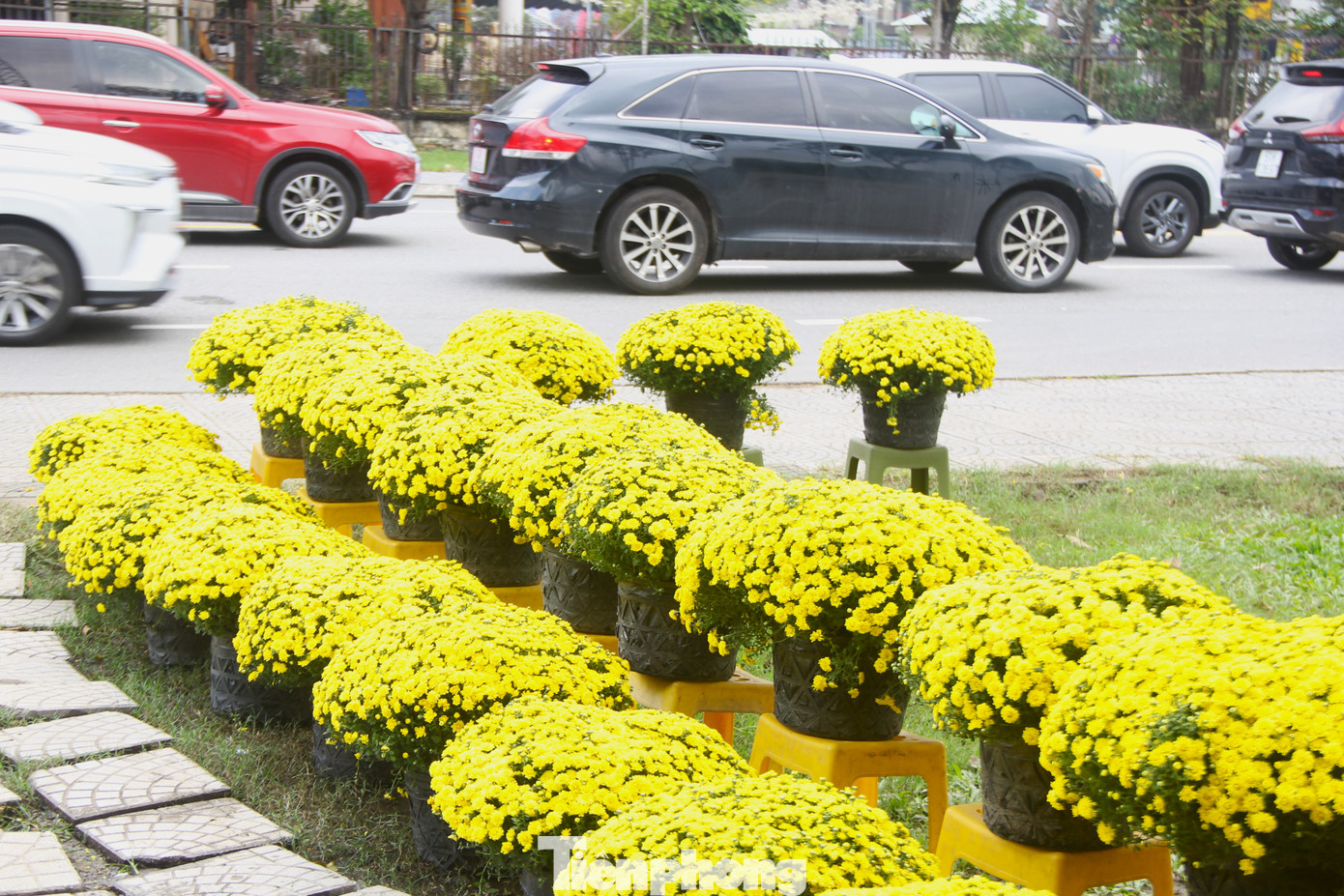 Những vườn có cúc mâm xôi nở sớm kinh nghiệm rằng, số hoa này bán cho các cơ quan, quán cà phê, nhà hàng chưng trước Tết rất phù hợp.