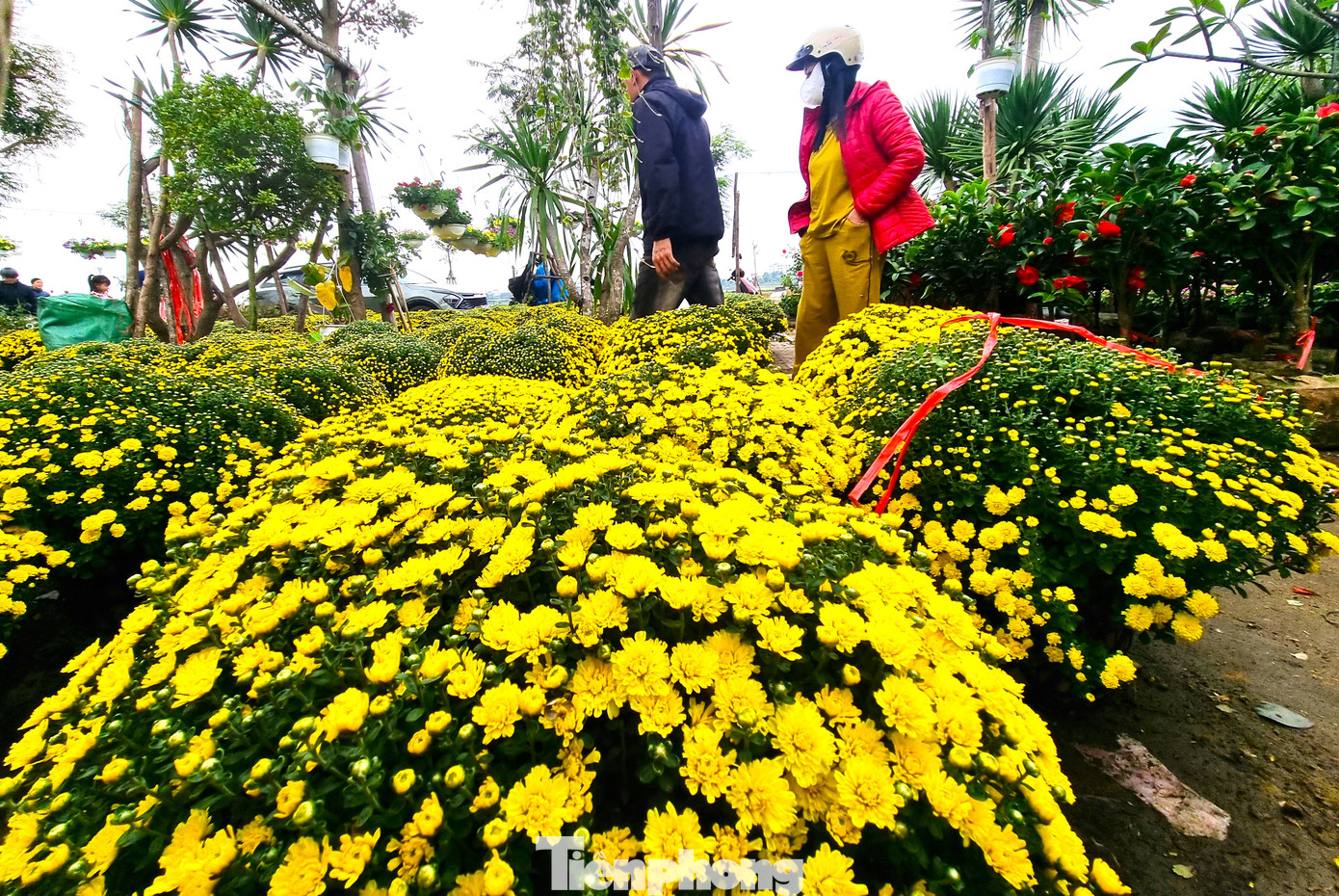 Không chỉ đau đầu vì hoa nở sớm, các chủ vườn còn phập phồng lo gần Tết không có hàng bán vì các nhà vườn đã báo hết hoa. "Năm trước tôi nhập hơn 100 chậu, năm nay chỉ được 40 chậu vì các vườn báo hoa hỏng hết. Thời tiết thất thường hoa không trụ nổi. Từ nay tới Tết cũng không còn để lấy thêm nữa”, ông Mai Triệu Vỹ, chủ nhà vườn tại quận Cẩm Lệ cho hay.