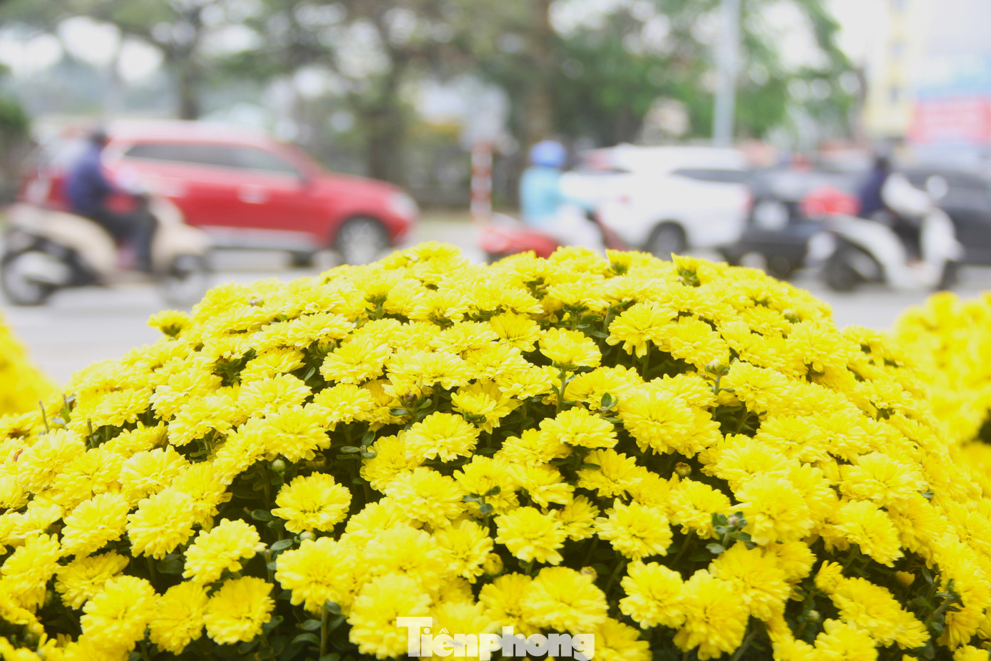 Cúc mâm xôi là loại hoa quen thuộc trong mỗi dịp Tết vì màu sắc tươi tắn và còn có ý nghĩa tượng trưng cho sự sum vầy, sung túc, phú quý. Dù bán giá rẻ, từ 115.000 - 140.000 đồng mỗi chậu nhưng cũng rất ít người dân chịu chọn cúc mâm xôi nở sớm.