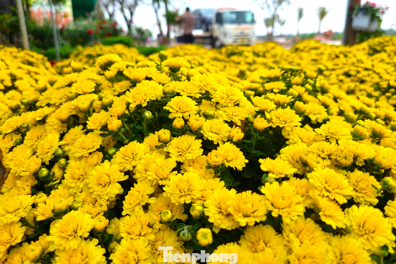 Theo các nhà vườn, sát tết, cúc mâm xôi có thể tăng giá lên trên dưới 200.000đ/chậu. Dù khan hàng nhưng so với năm trước, mức giá cũng tương đồng vì năm nay kinh tế khó khăn, người dân thắt chặt chi tiêu nên phải bán giá hợp lý.